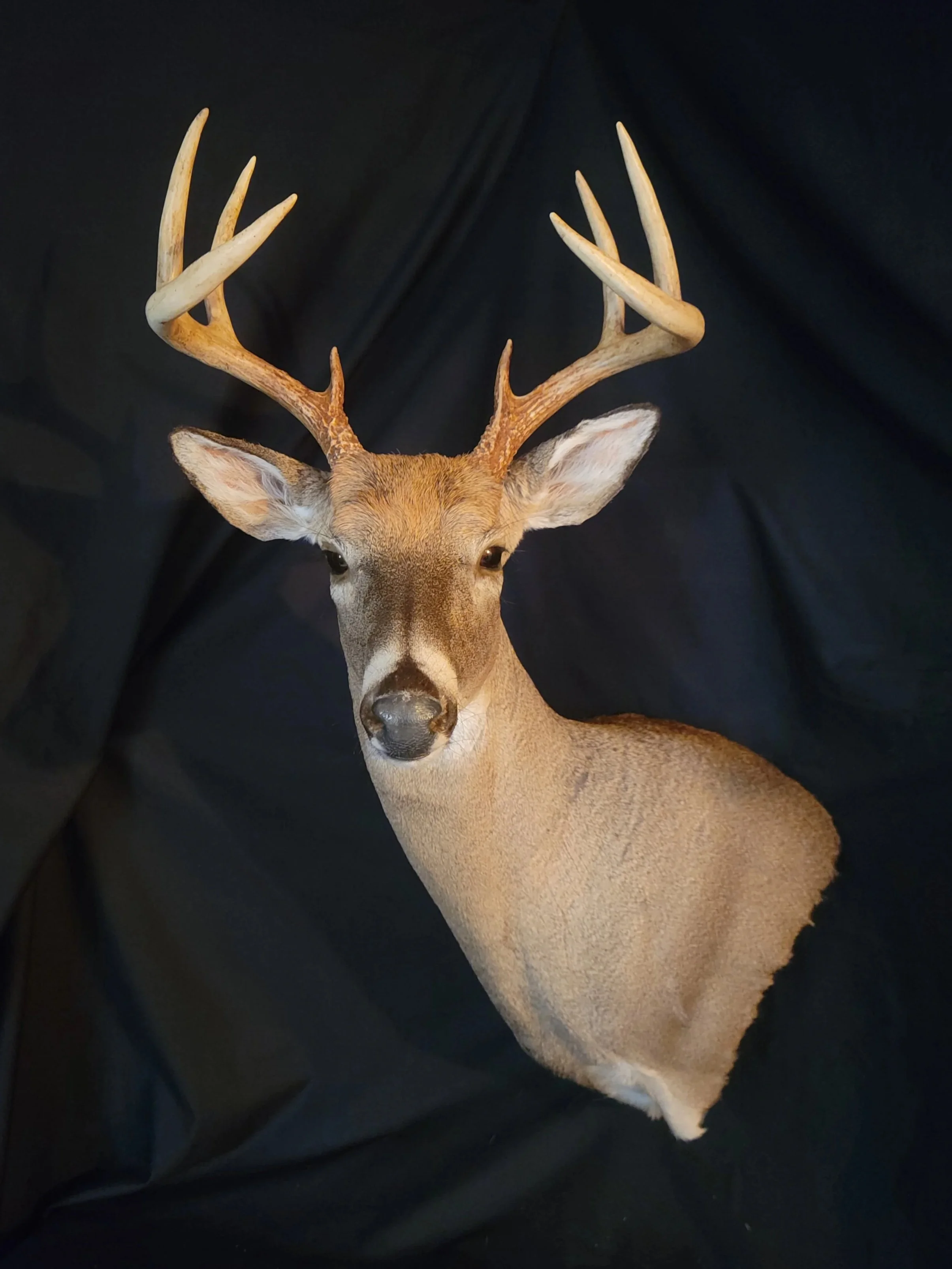 Mounted deer head with antlers on a dark background
