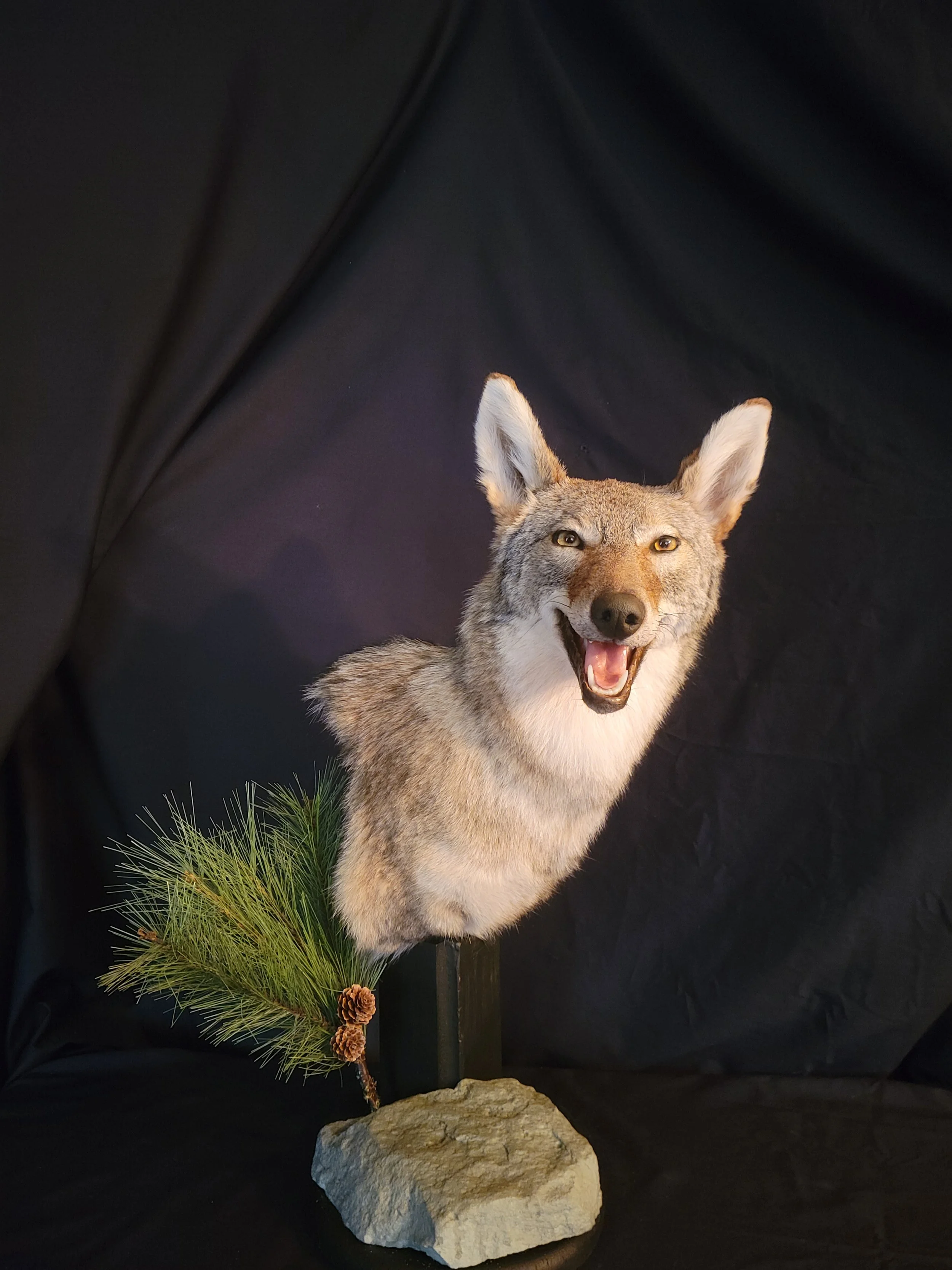 Taxidermy coyote's head mounted on a stand, with a pine branch and pinecones at the base, against a black backdrop.