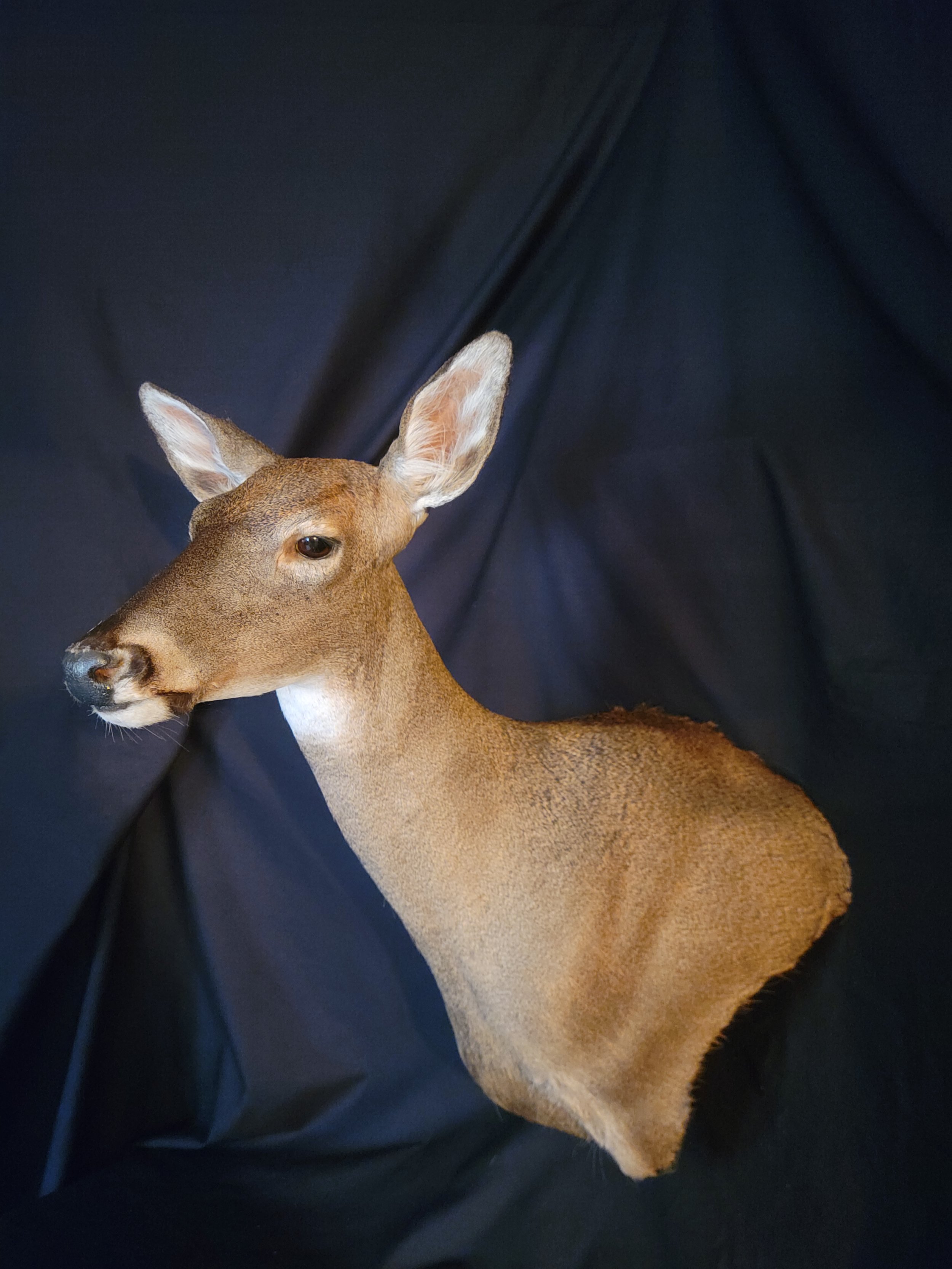 A mounted deer head against a dark fabric background.