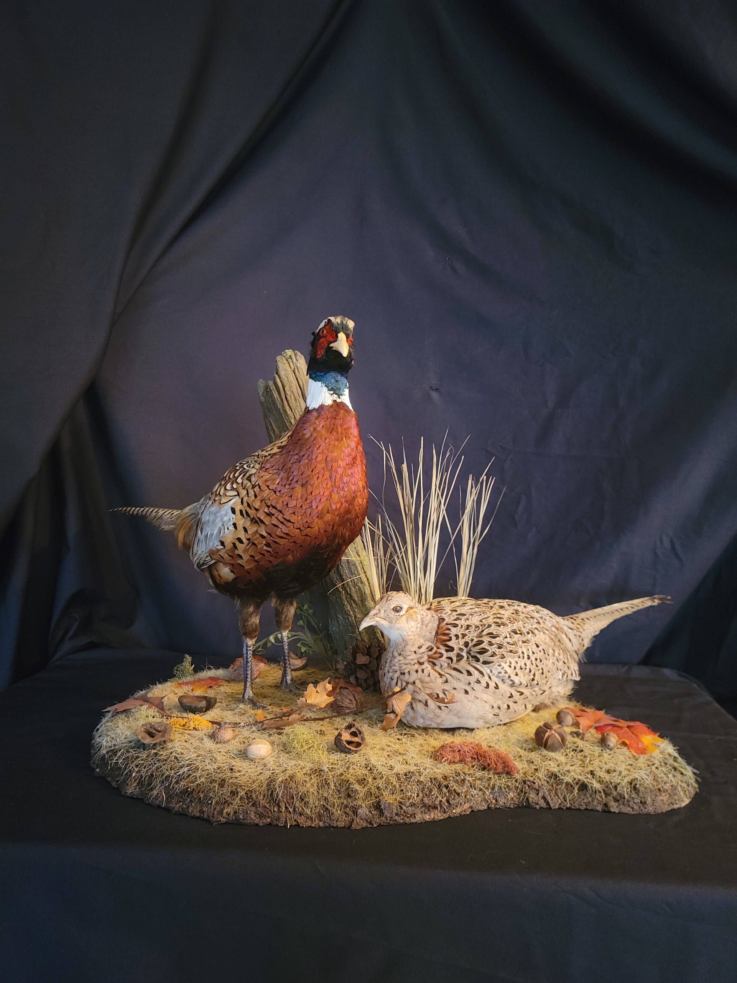 Taxidermy display of a male and female pheasant on a grassy base with dried leaves and shells, set against a black backdrop.