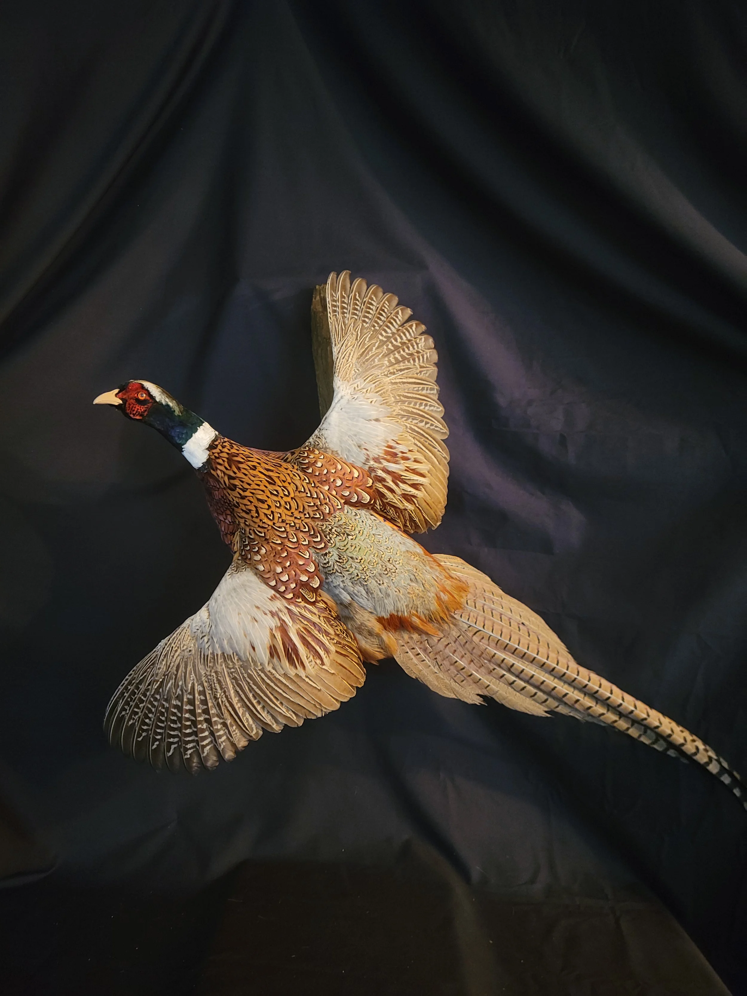Colorful male pheasant with outstretched wings on a dark background.