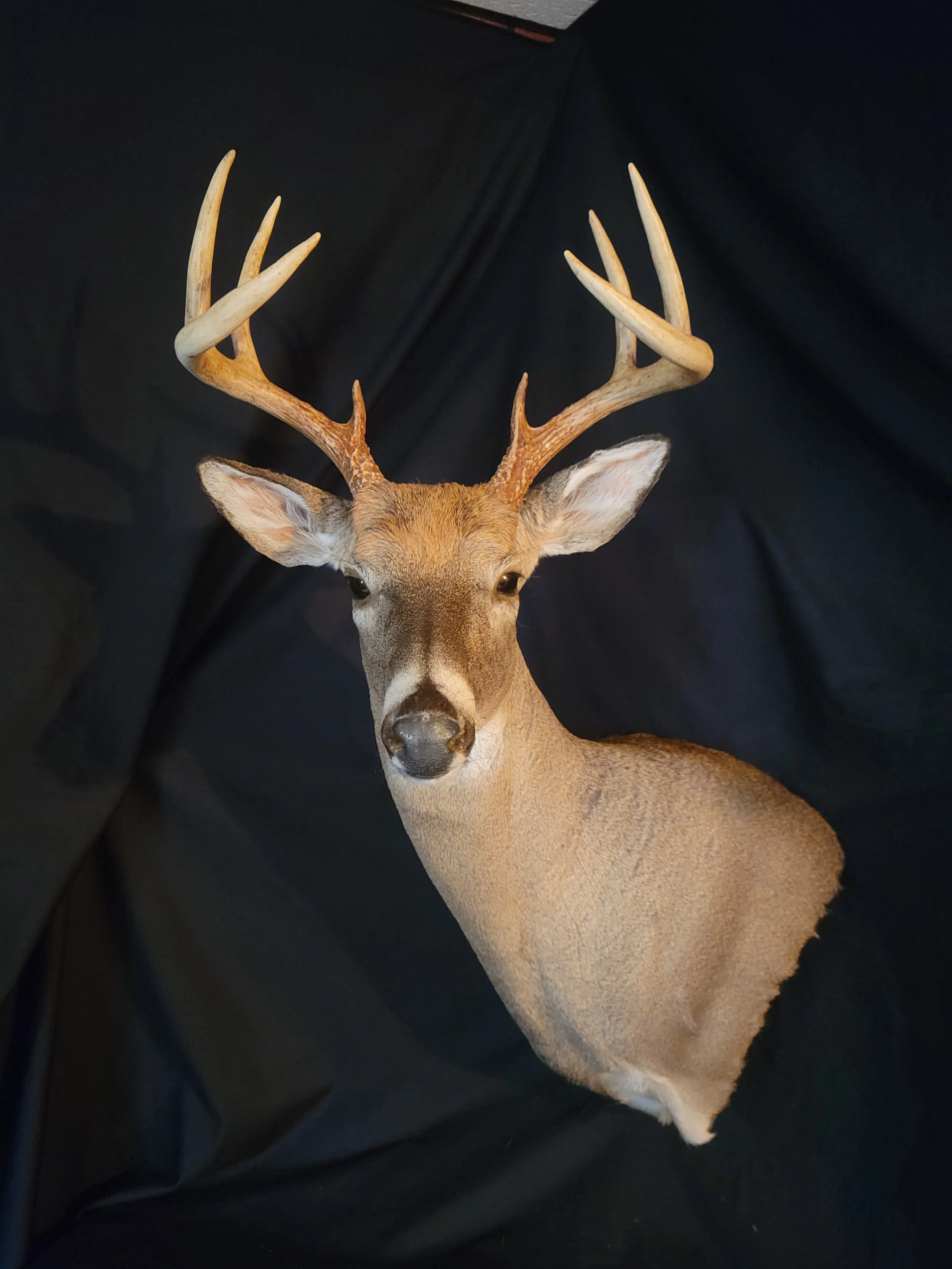 Taxidermy deer head mounted with antlers against a dark background.