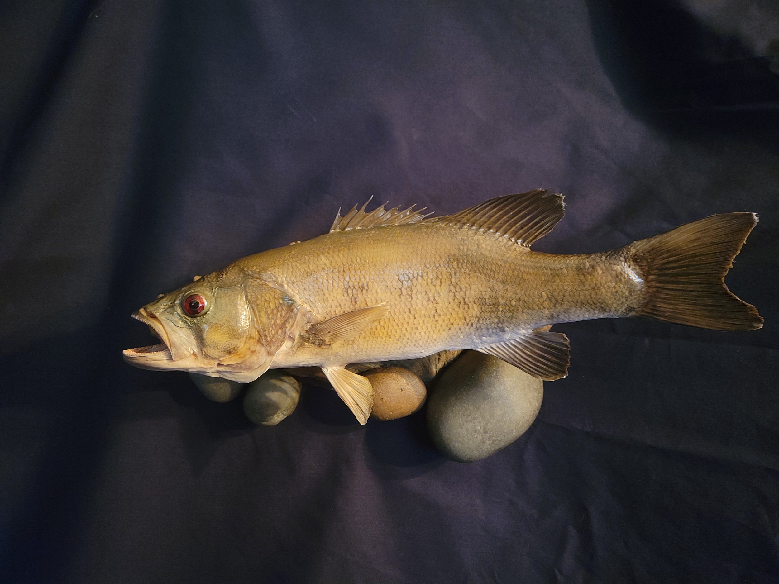 Small mouth bass resting on a bed of smooth stones, positioned on black fabric.