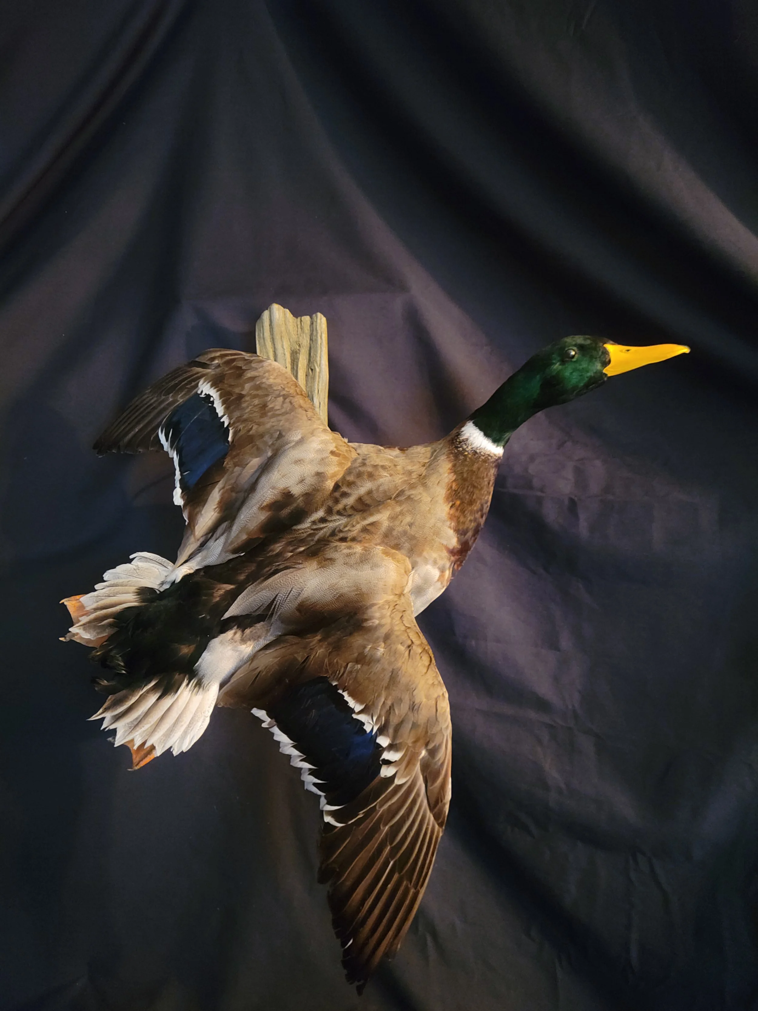 Mounted duck with brown, green, black, and white feathers on dark fabric background.
