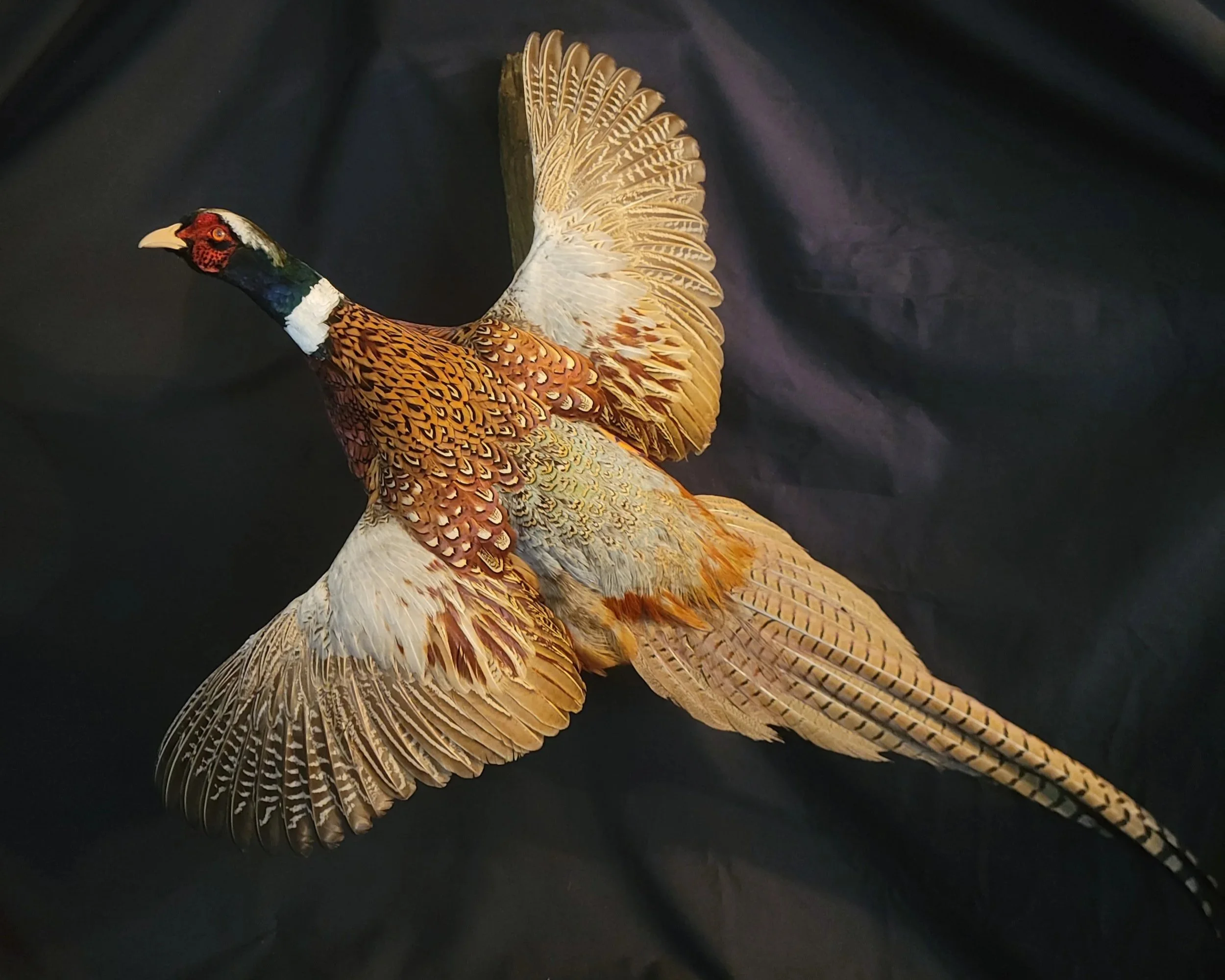 Colorful pheasant bird with spread wings on a dark background.