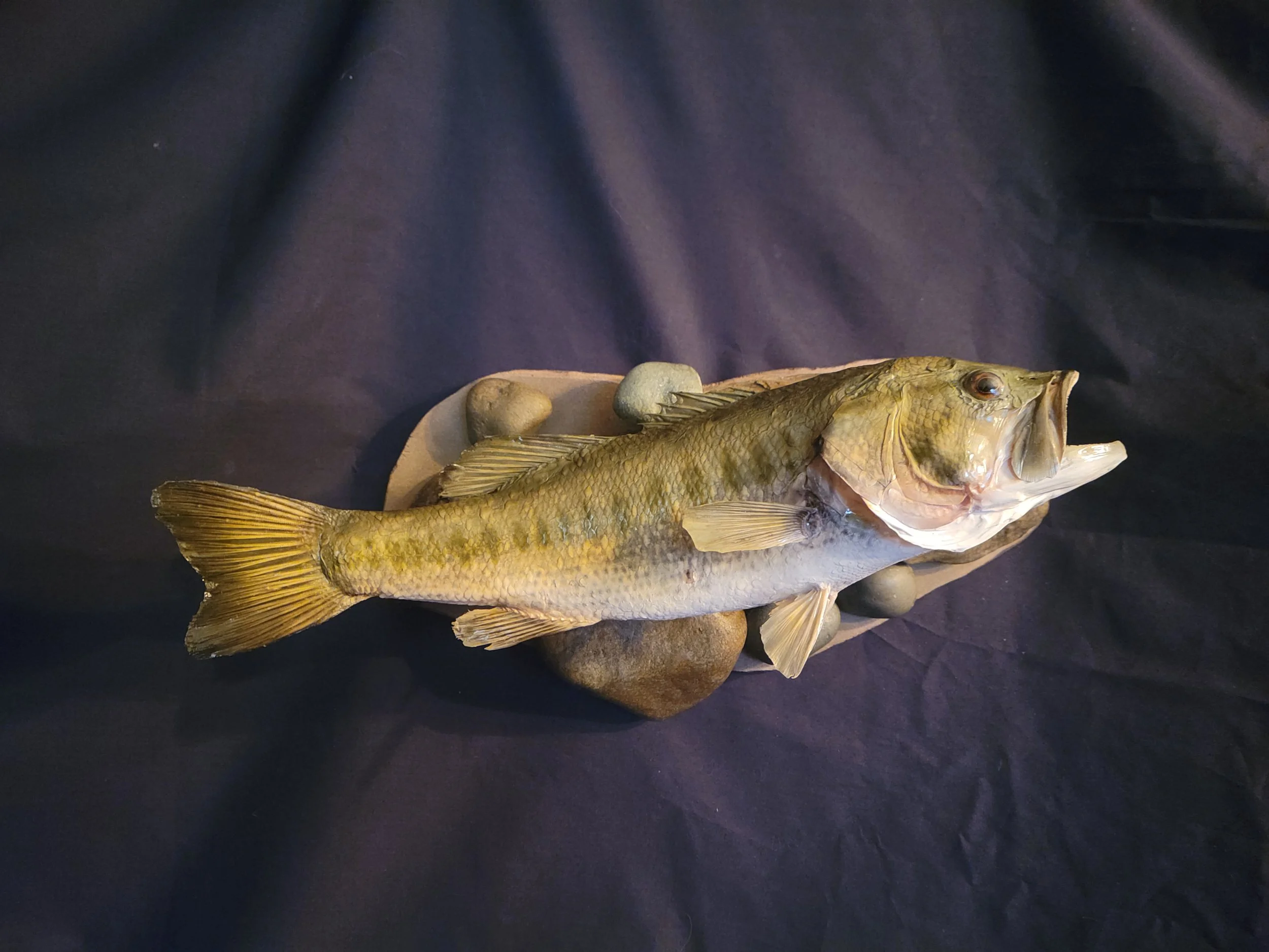 A large mouth bass on a bed of several small rocks, set against a dark background.