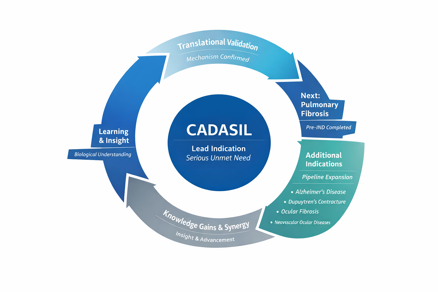 A circular diagram demonstrating the CADASIL research process, with sections labeled 'Translational Validation,' 'Next: Pulmonary Fibrosis,' 'Additional Indications' including Alzheimer's and Ocular Diseases, 'Knowledge Gains & Synergy,' and 'Learning & Insight,' all centered around the core label 'CADASIL Lead Indication Serious Unmet Need.'