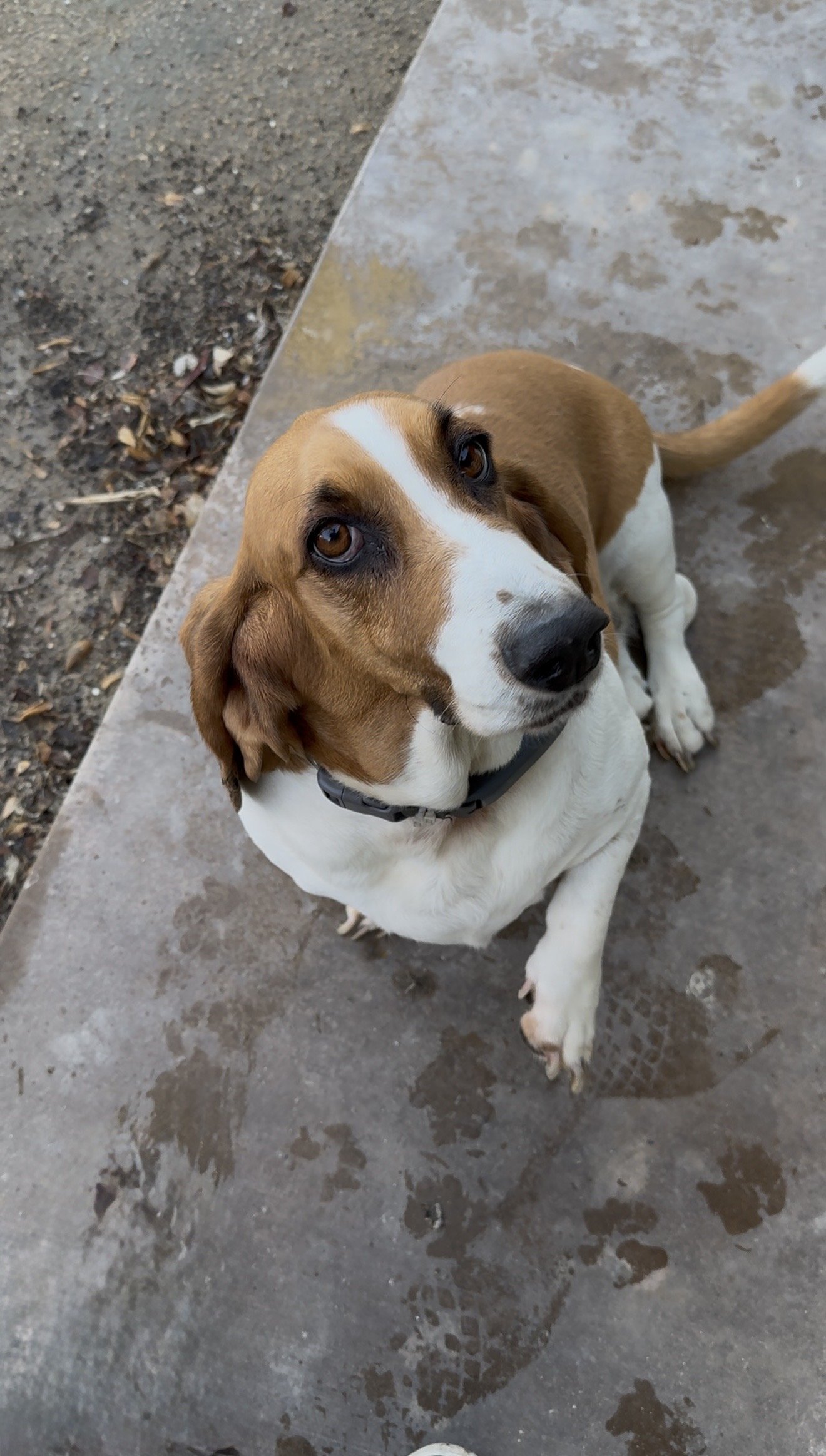 Layla! This lover girl melts our heart with how sweet she is when she wants our attention. And she'll just follow us around the pool waiting for more treats.