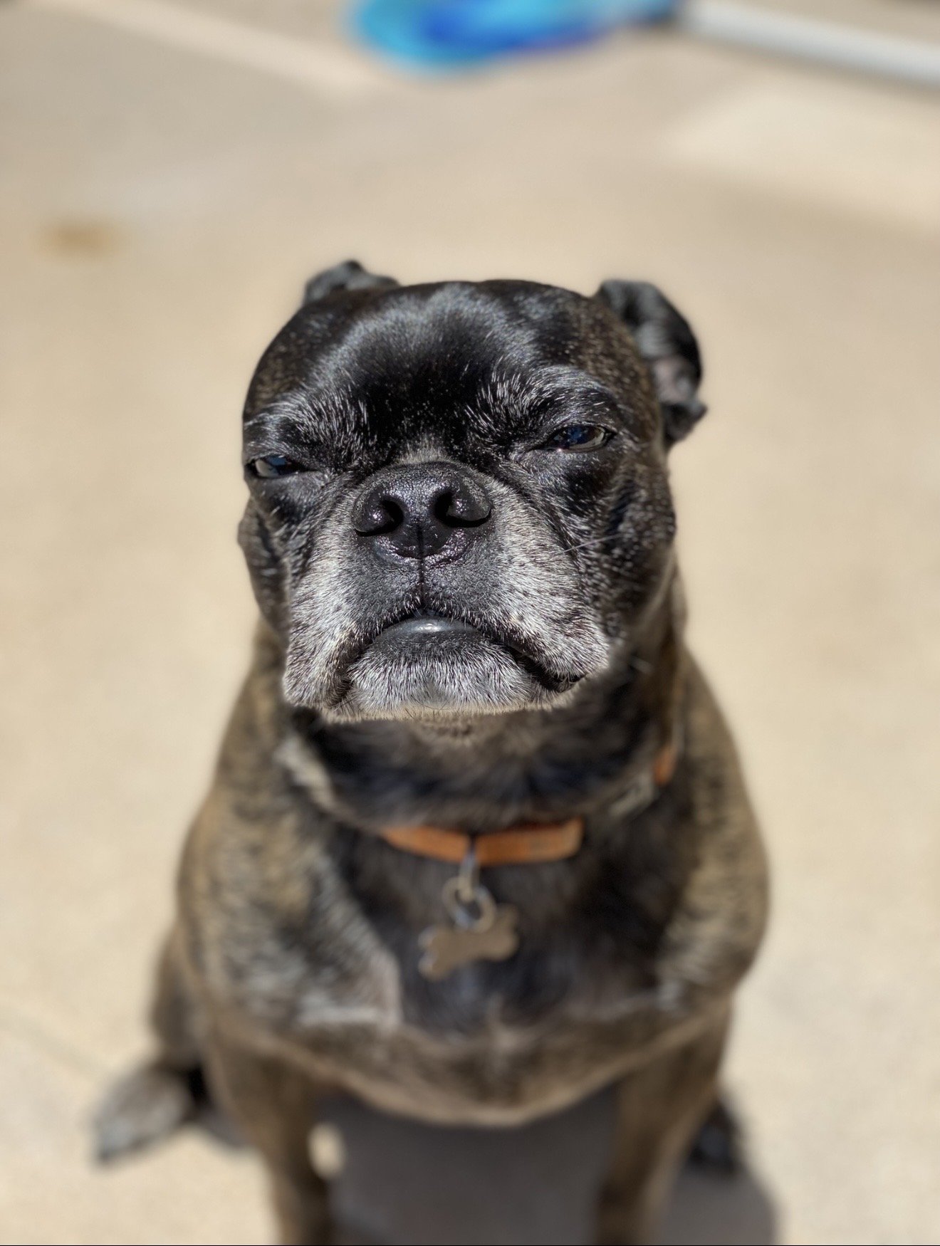 Zeus! Such a mellow boy. Once he figures out it's just us, he'll follow us around for a few before he wanders back inside.