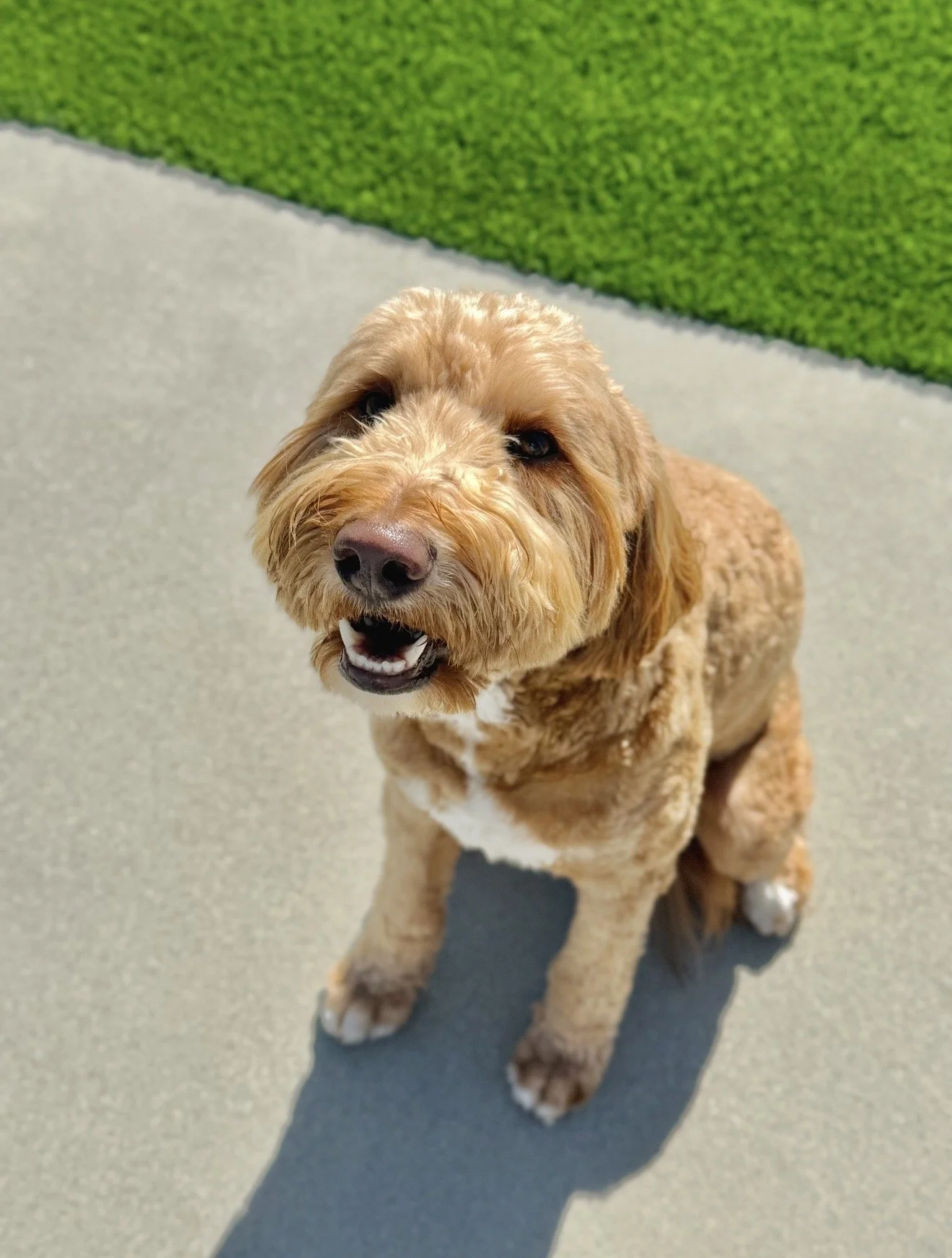 Creed! Loves to play and follow us around the pool