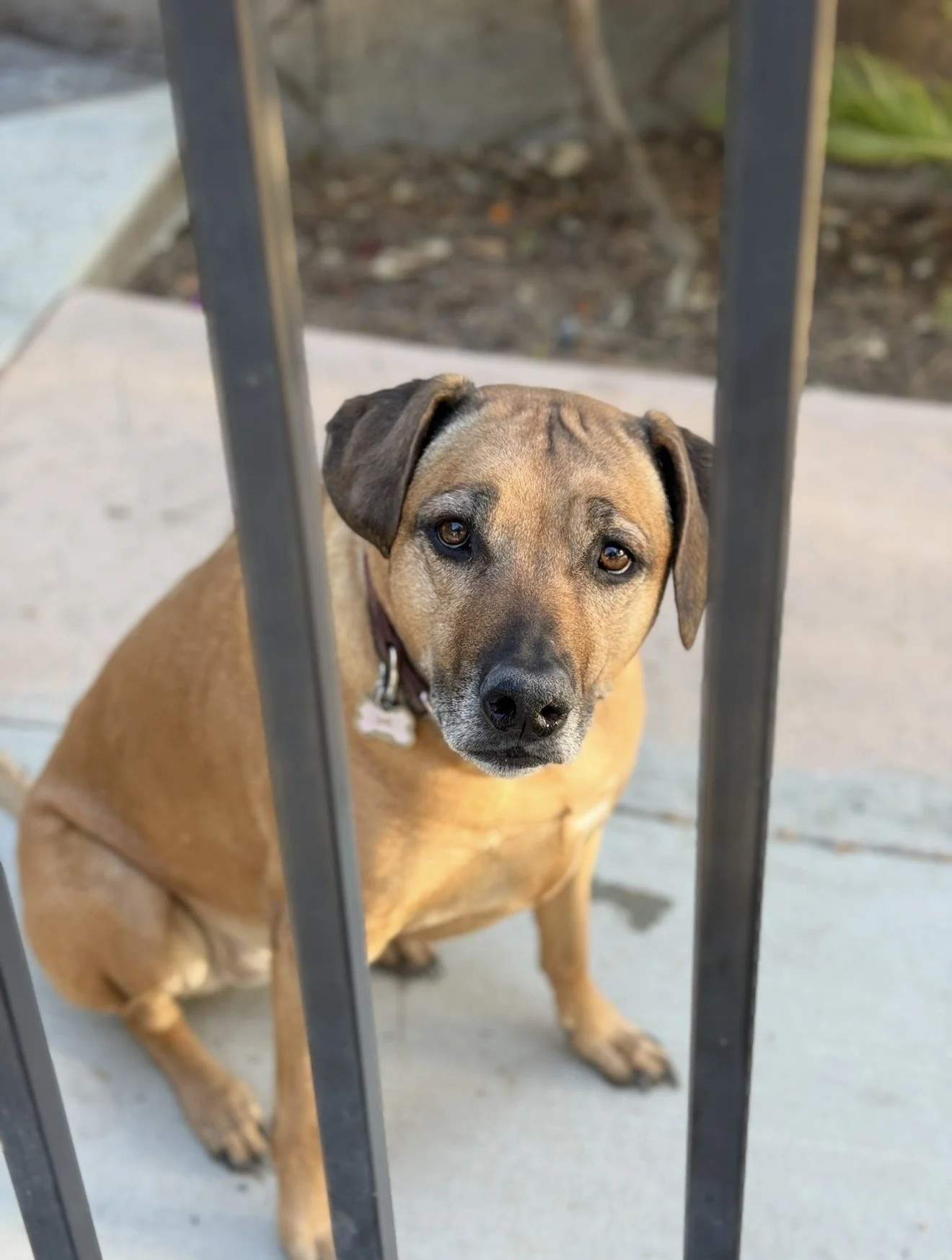 Spirit! Such a gentle sweetheart who absolutely loves any treat she can get.