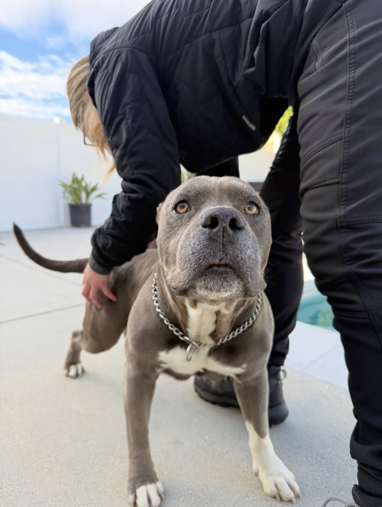 Clyde! The sweetest pitty who just wants all the treats and scratches. He gets so excited when he sees us pull up to his house!