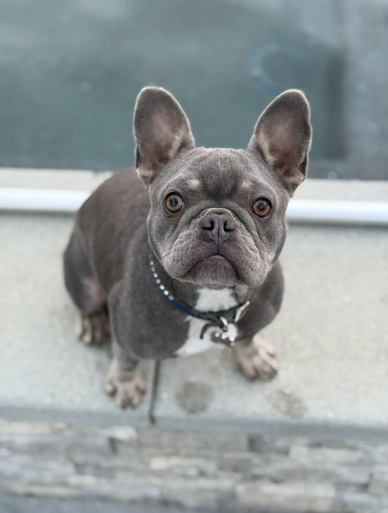 Lexi! An adorable menace. When she's not obsessing over attention, she's chasing off her big sister Zoe.