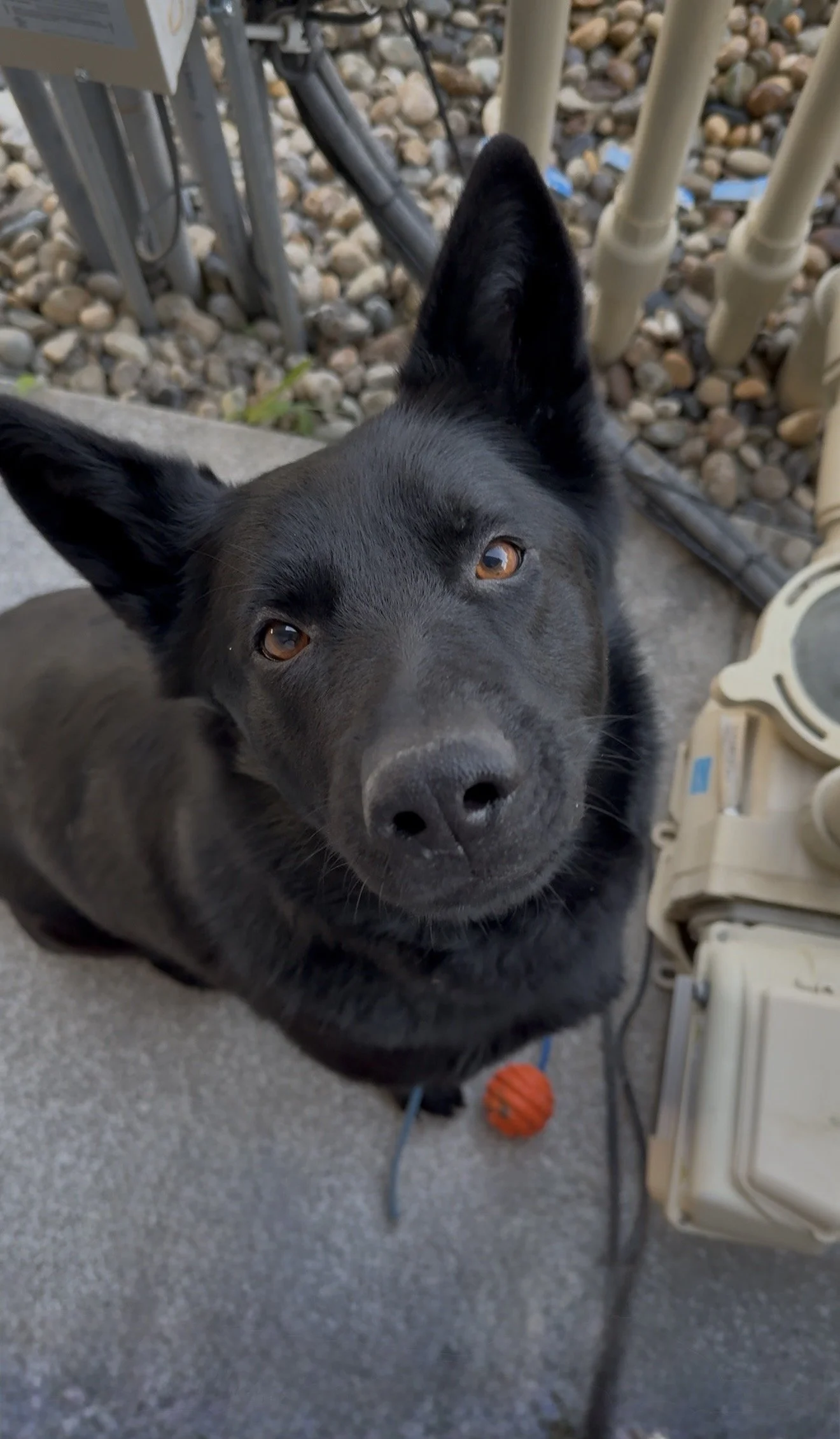 Zoe! Looks like such a sweetheart, but might just accidentally break your nose from jumping out of excitement. Another high energy dog who figured out how to swim!