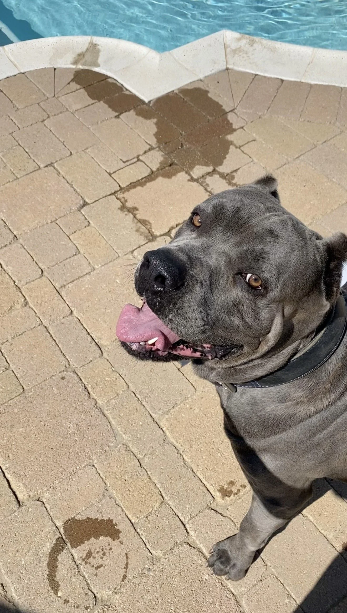 Polo! This big boy is trained to make sure we don't come into the backyard unless his owner is out, and when the time comes, all he wants is play and treats.