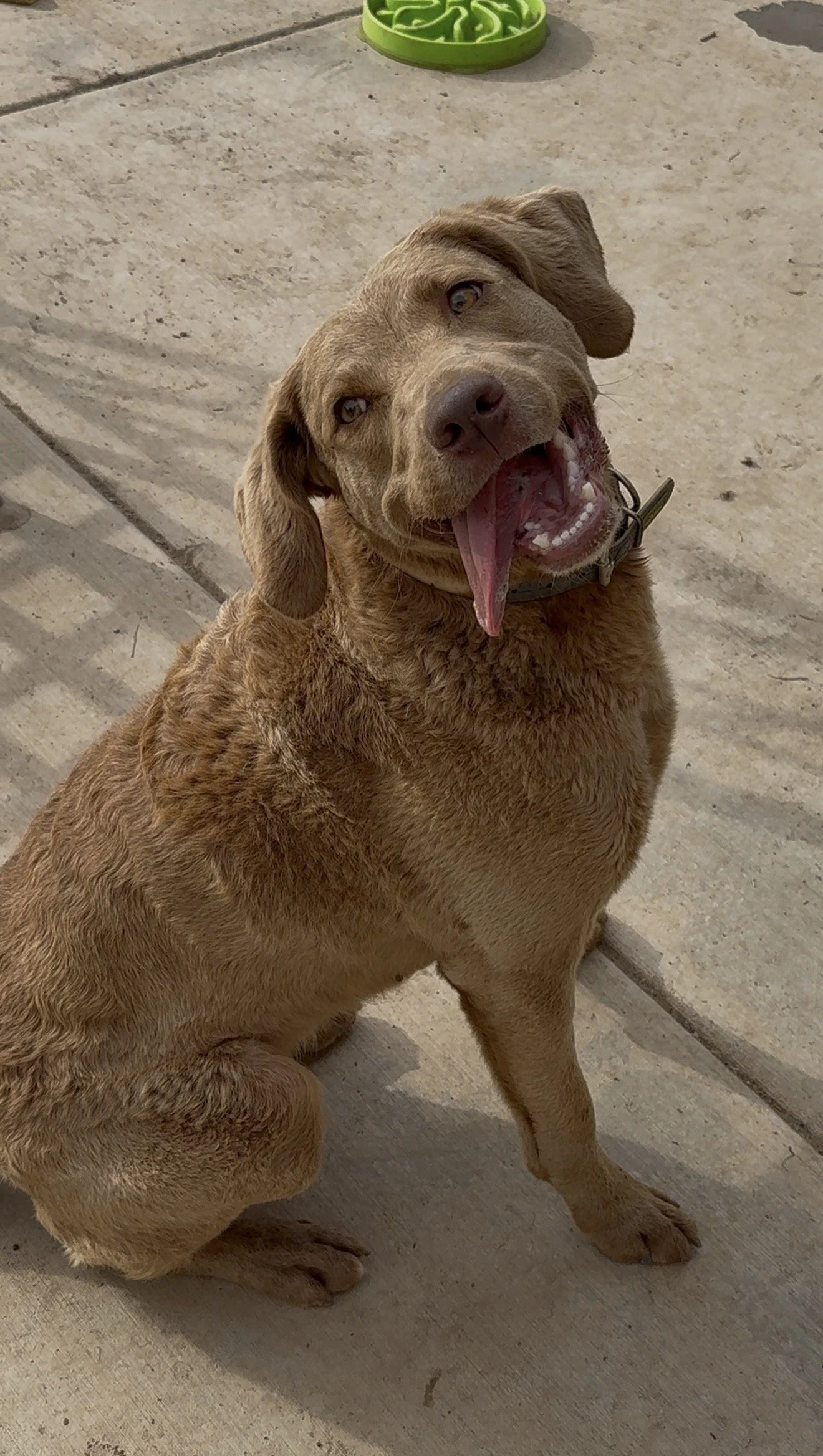 Piglet! One of the most high energy dogs we've met. Runs laps around the yard and jumps in the pool regardless of it being cleaned.