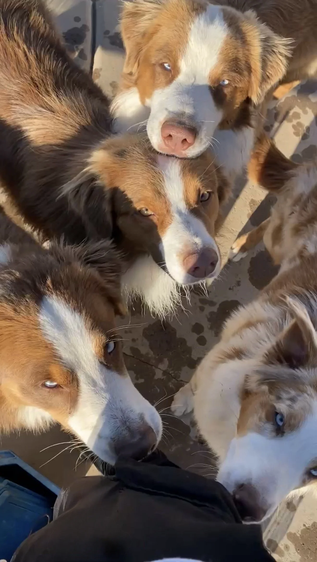 Daddy Cooper & his kids, CJ, Cody, & Ruca! Lots of playful energy with a whole lot of treats. 
