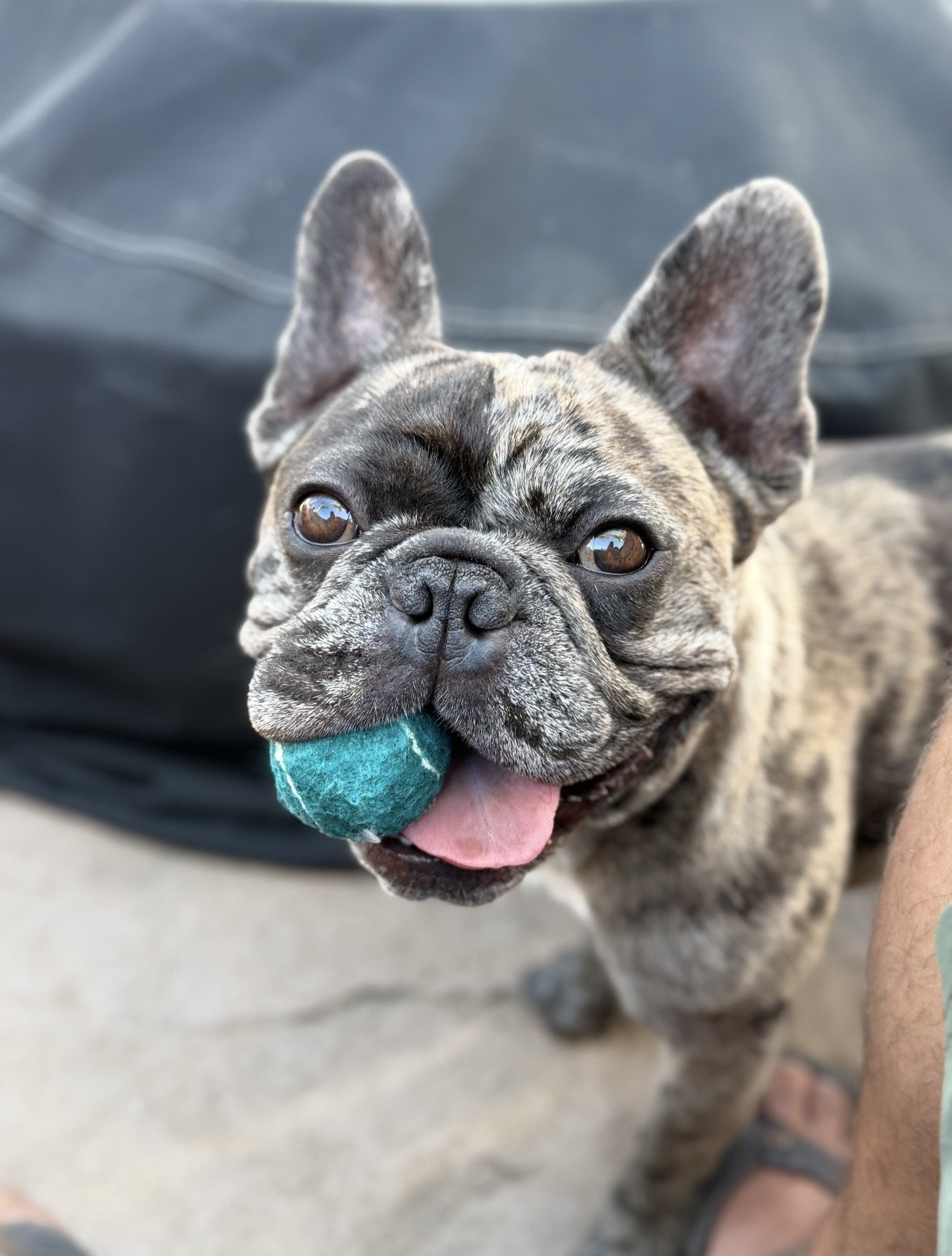 Monty! As long as he has his ball, he happily occupies himself while we clean.