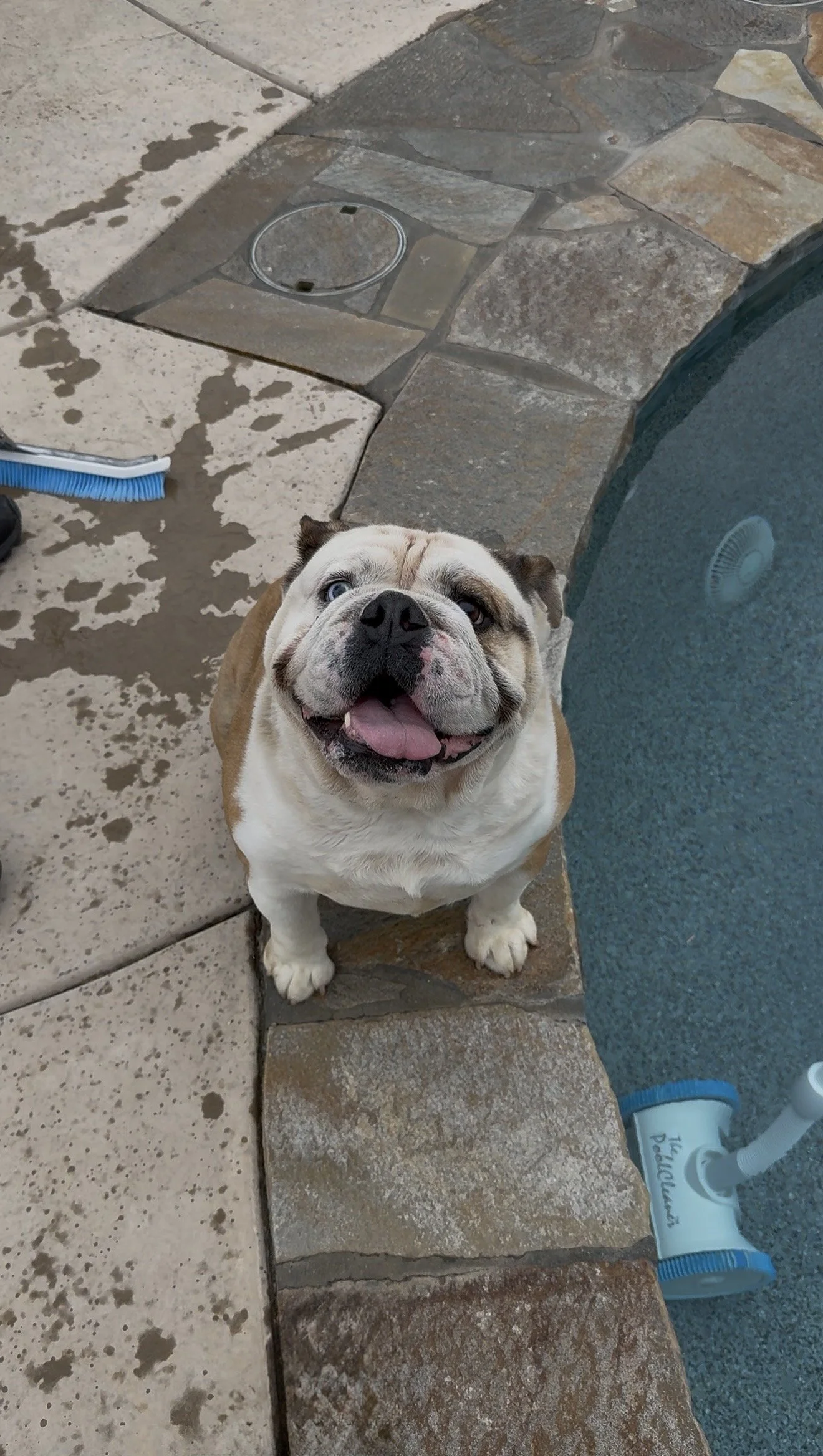 Ono! The biggest goofball who just wants all the treats, attention, and his toy tire.