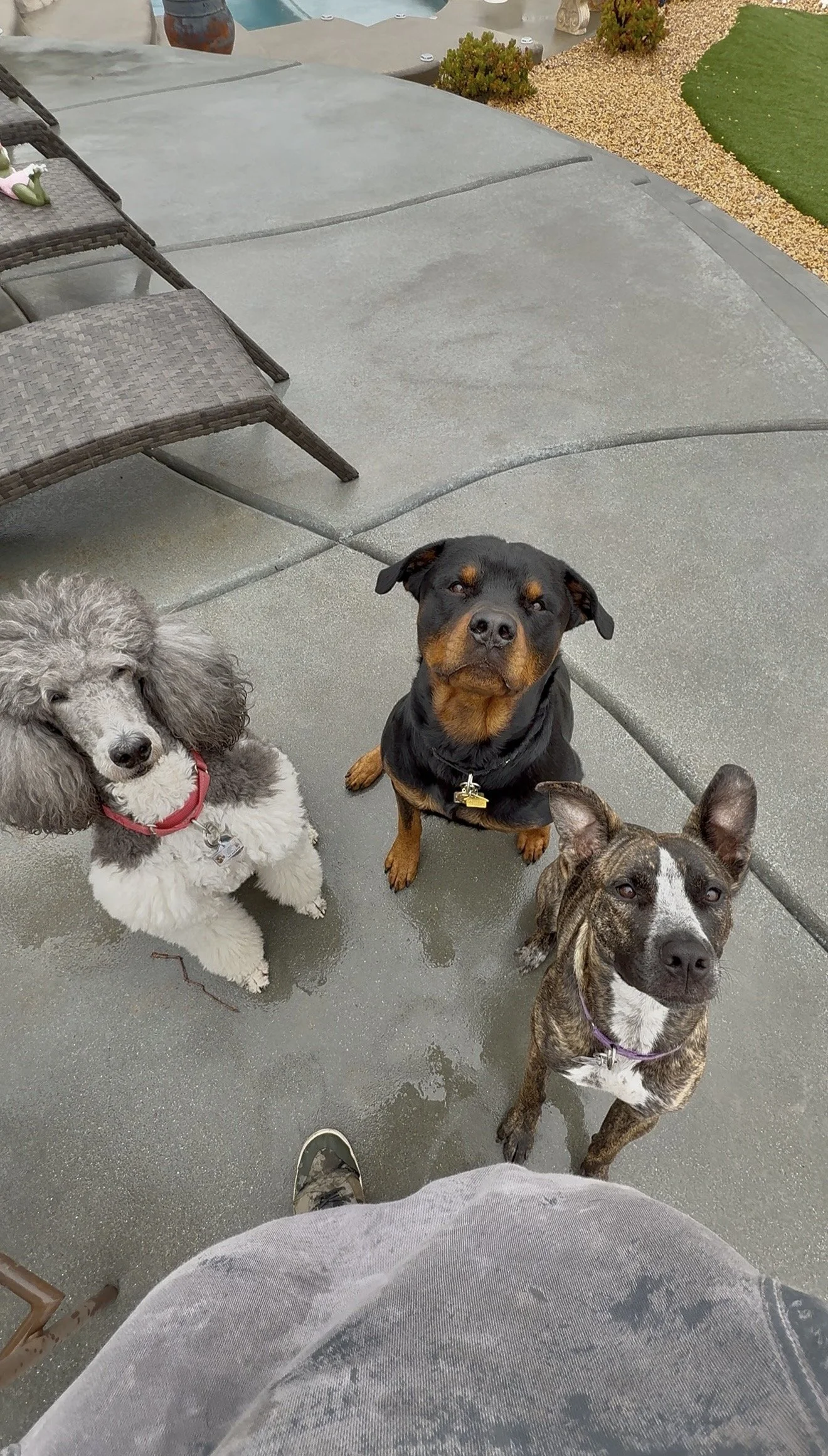 Bailey, Zeus, and Kona! Three very well behaved dogs who quickly figured out their pool guy is the treat guy.