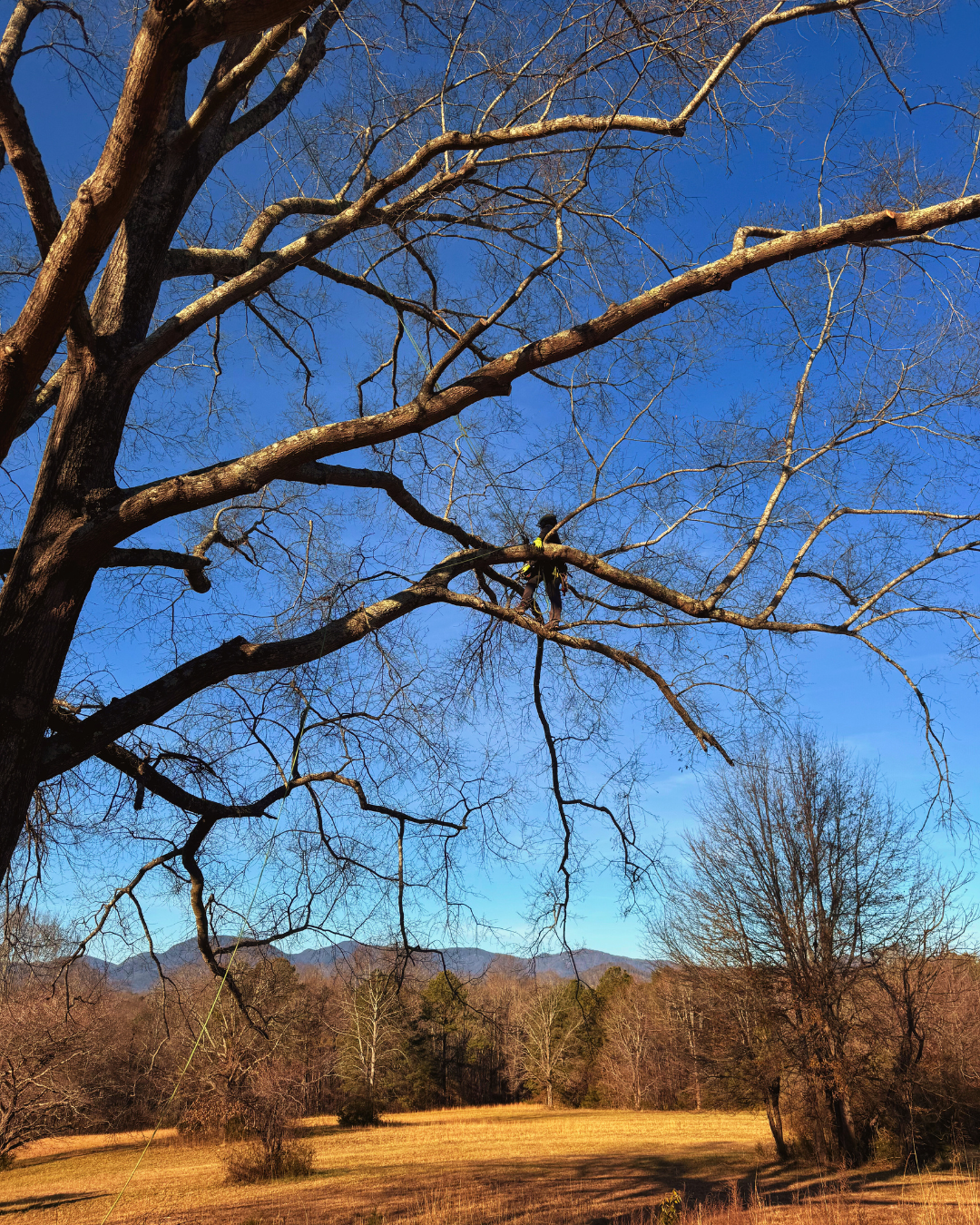 Dillon's Tree Care | Upstate SC Tree Services