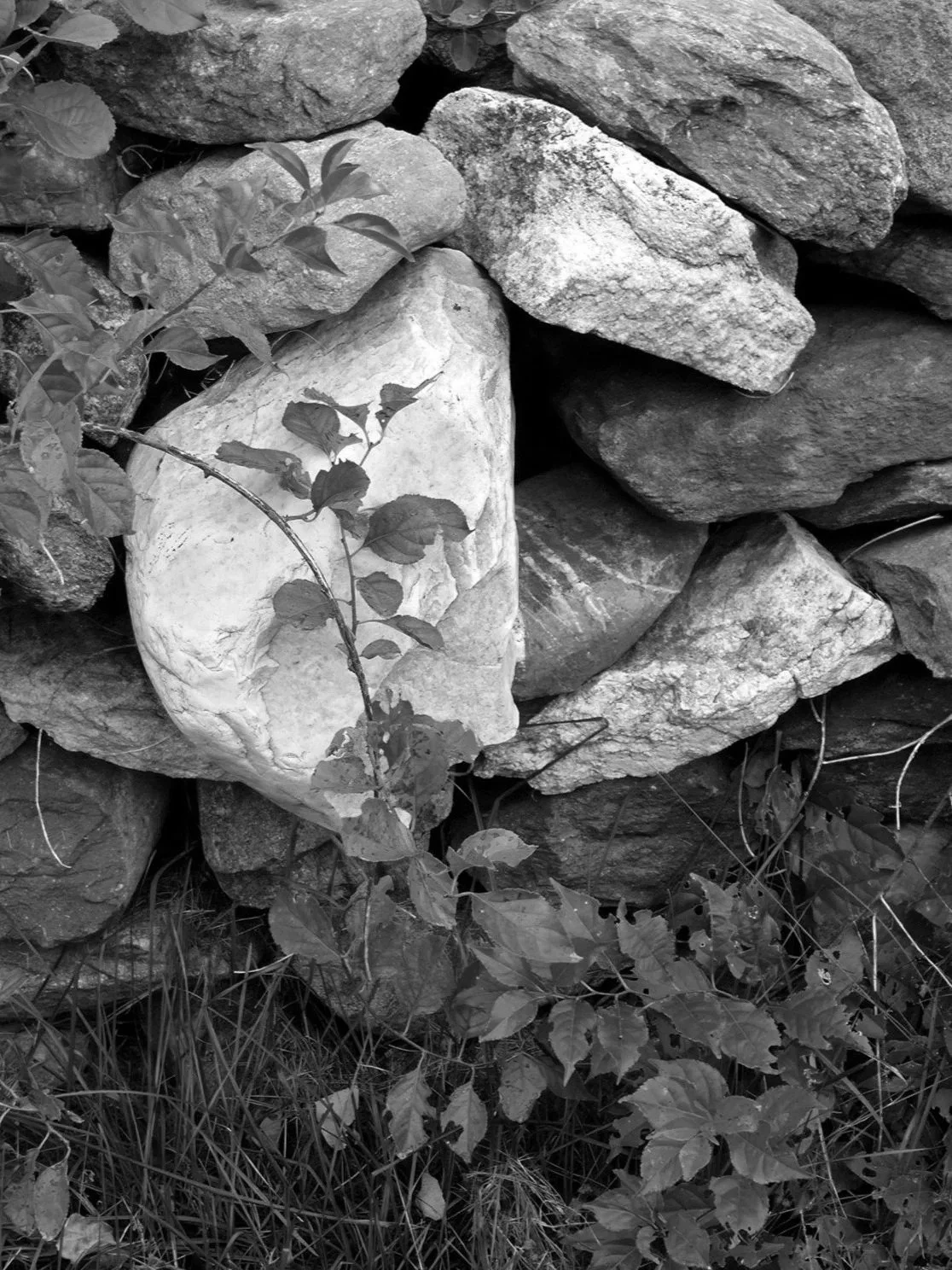 Stack of various rocks with some leaves and grass growing around them.