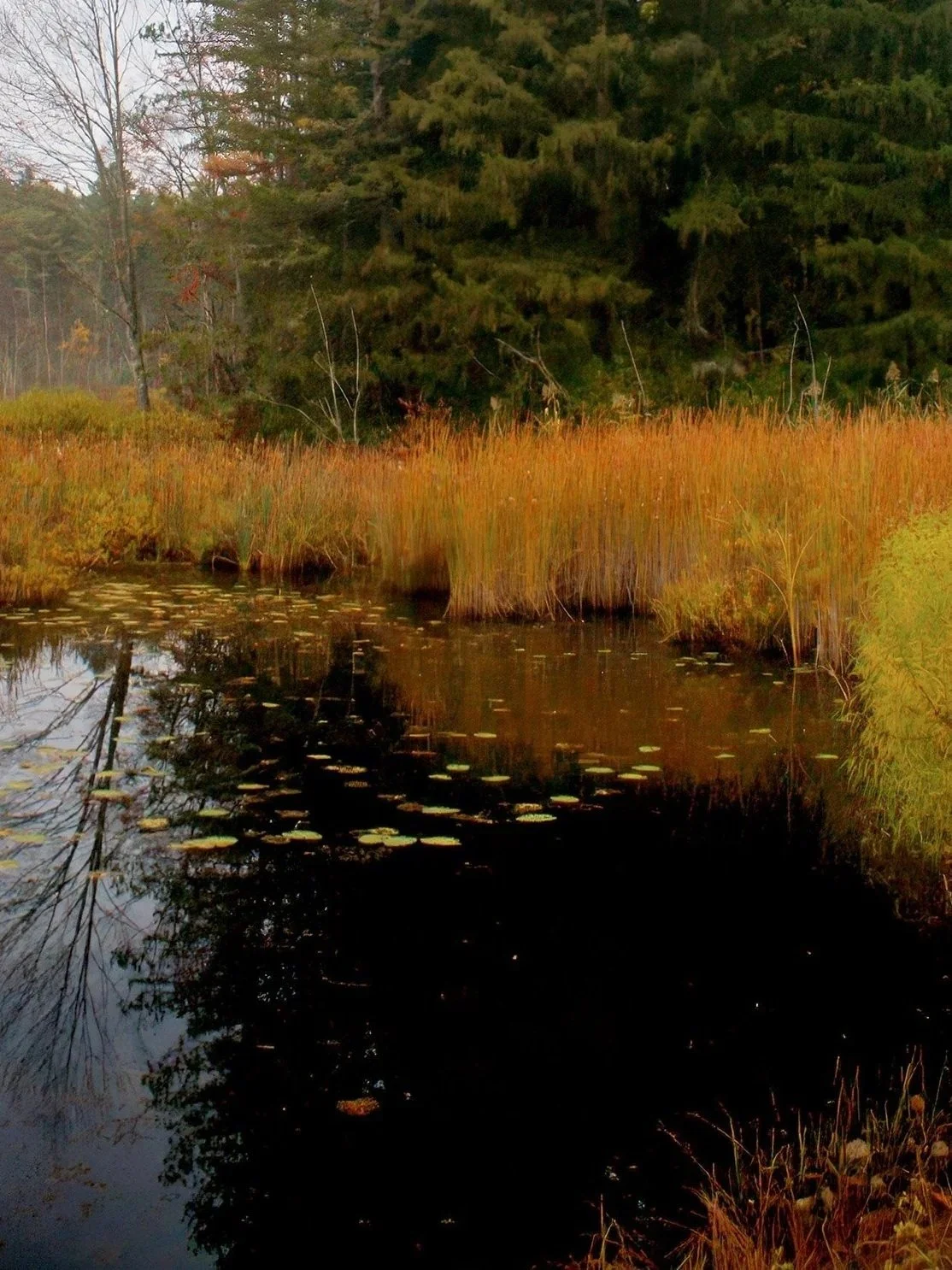 A tranquil wetland scene with tall grasses and reeds along the water's edge, reflecting trees and sky in the calm water, surrounded by forested area.
