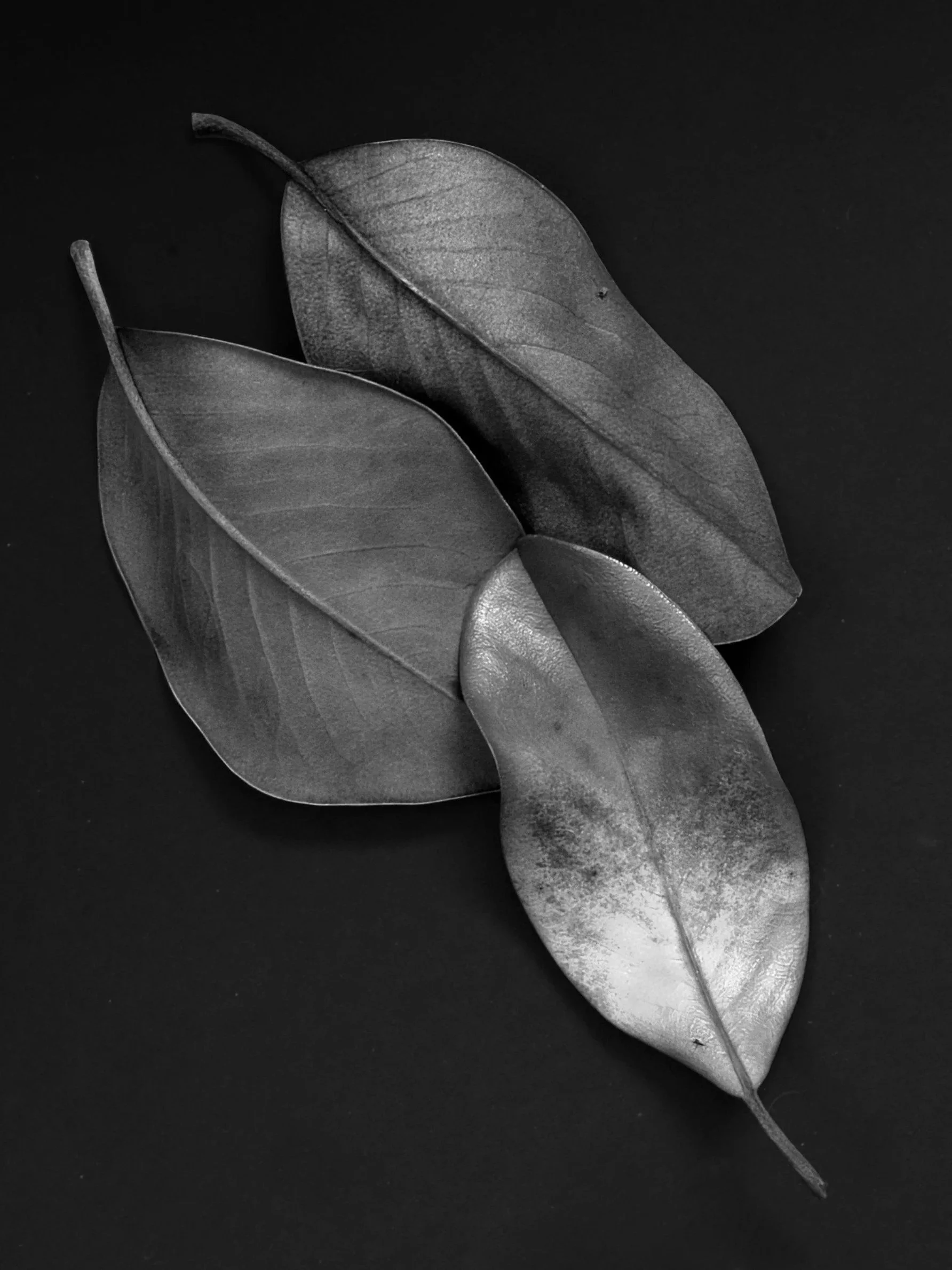 Three overlapping dark leaves with prominent veins on a black background.