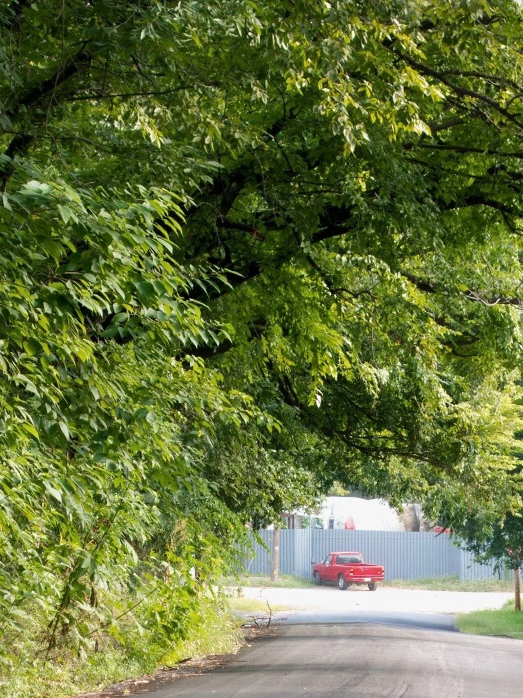 A tree with dense green leaves extending over a street, with a red pickup truck parked in front of a blue fence.