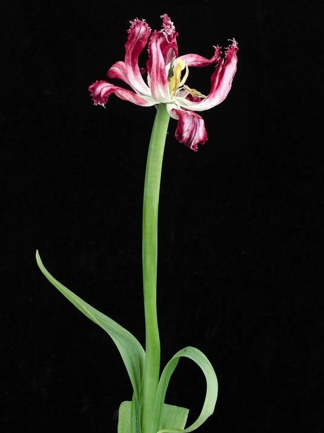 A withered pink and white tulip flower with drooping petals on a tall green stem against a black background.