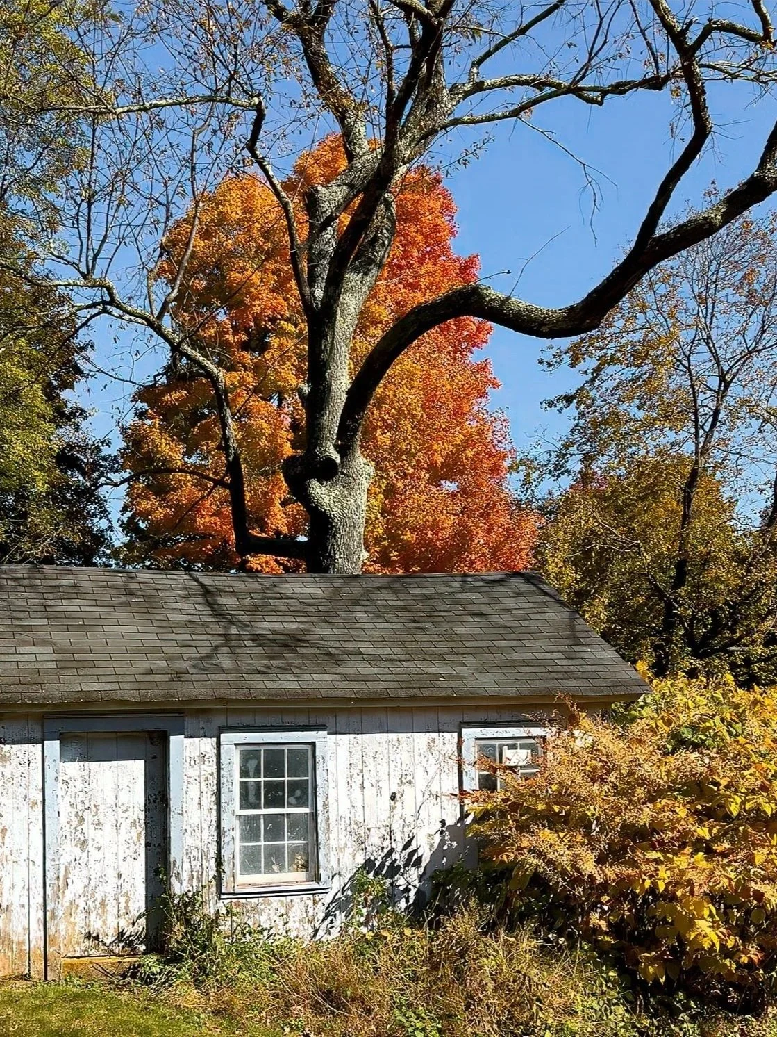 An old white wooden house with peeling paint, a window, and a small black-framed window on the side. Behind the house, there's a large tree with a thick trunk and branches, some of which are leafless, and bright orange and red fall foliage. The sky i