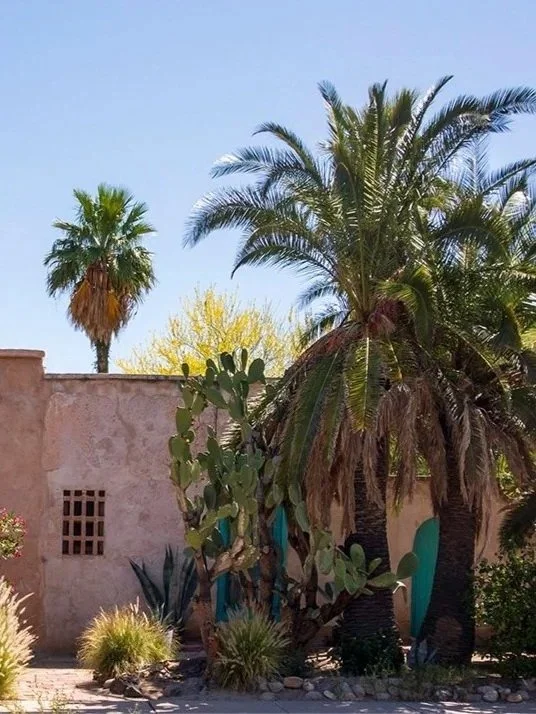 A backyard scene with multiple palm trees, cacti, and desert plants against a stucco wall, under a clear blue sky.