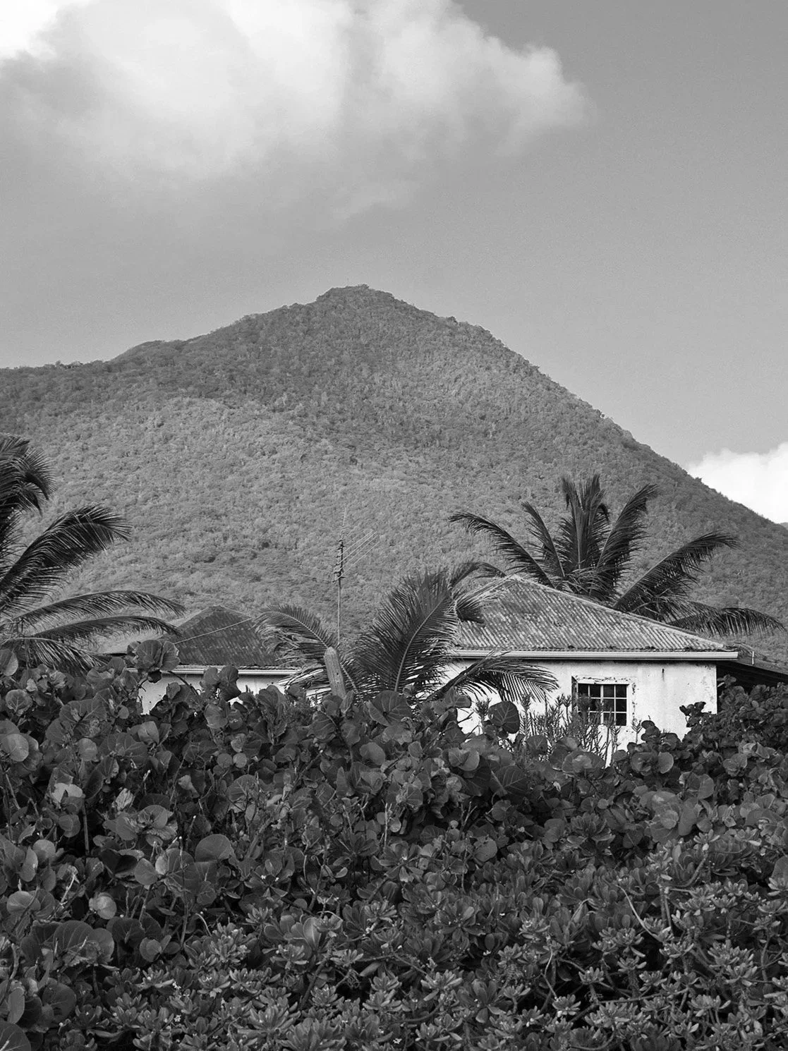 A black and white photo of a mountain in the background, with a house and lush vegetation, including palm trees and bushes, in the foreground.