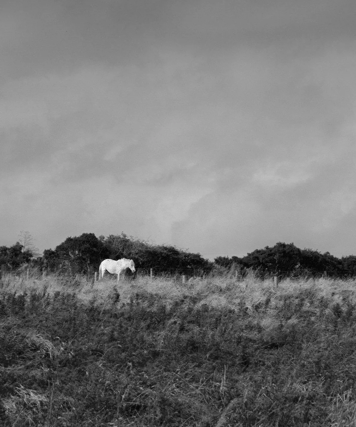 A white horse standing in a grassy field with bushes and trees in the background under a cloudy sky.
