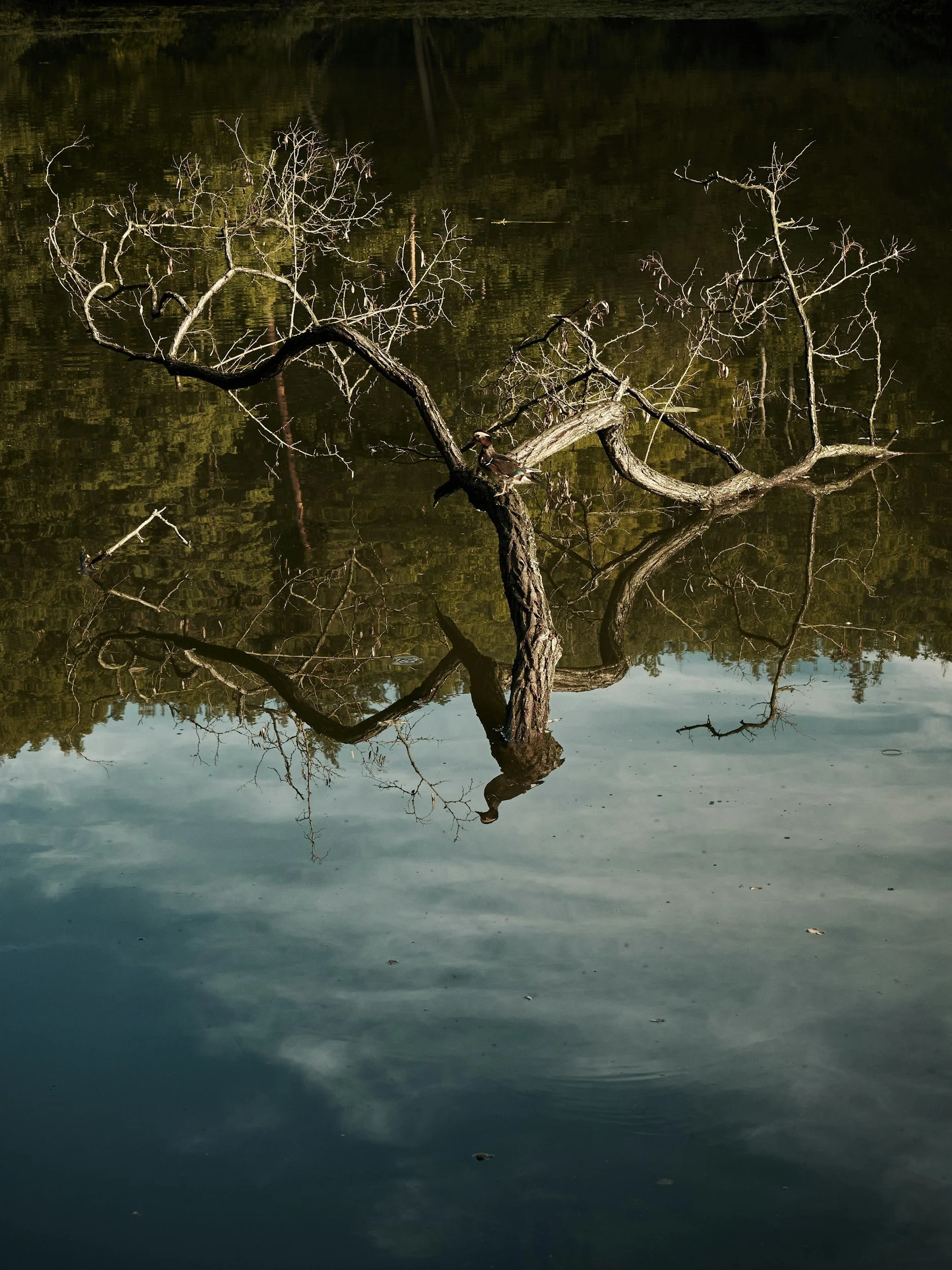 Reflection of a submerged tree and bird in still water