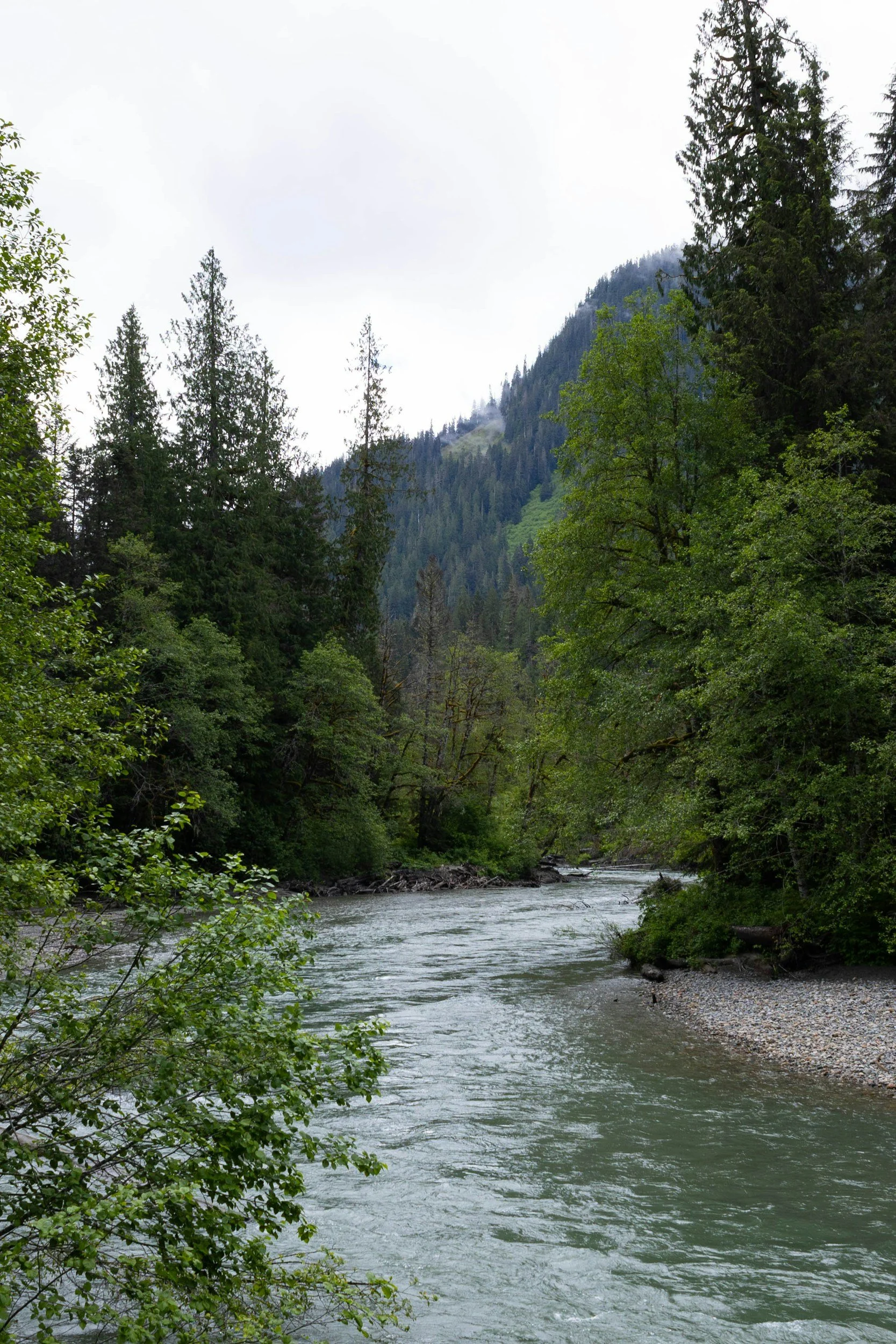 A low river in the mountains, surrounded by trees