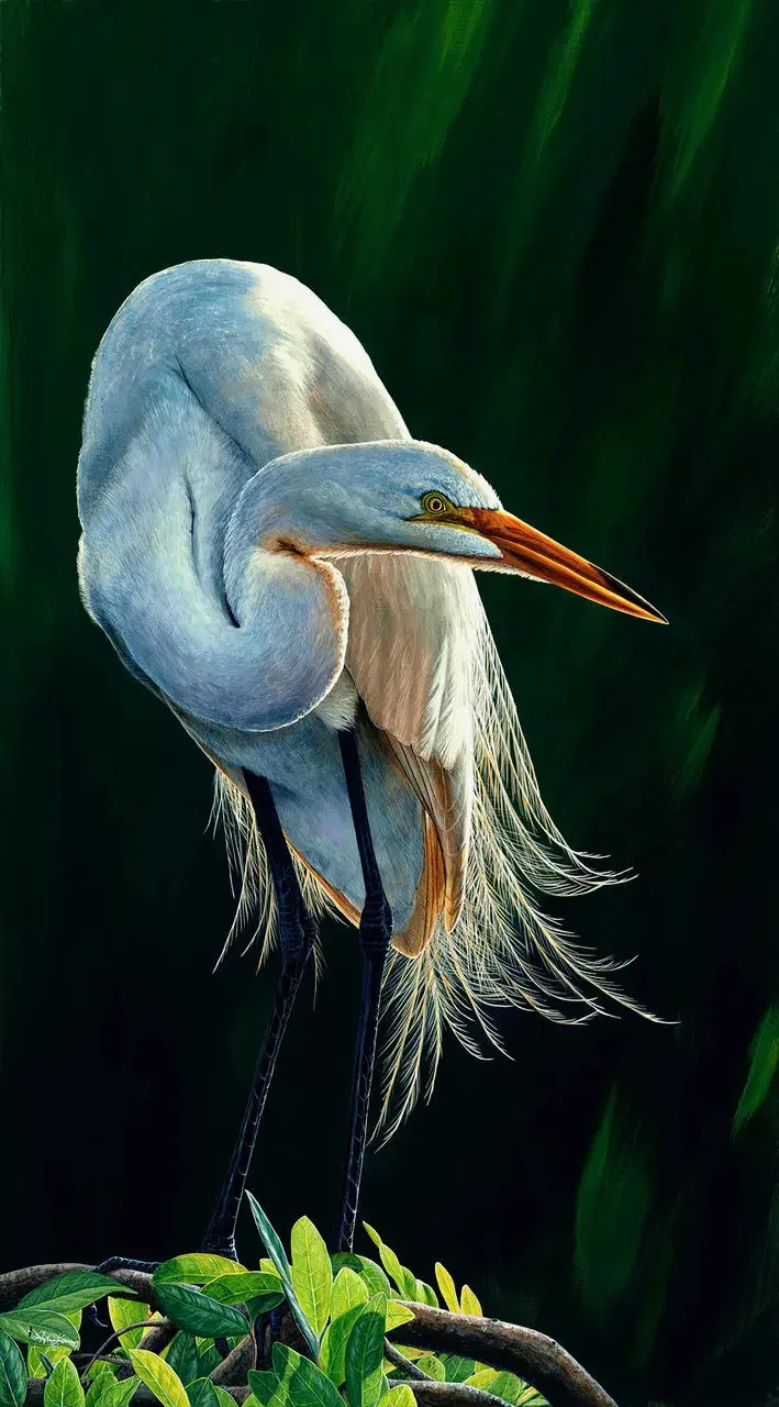‘Great Light Great Egret II’ by Stephen Koury