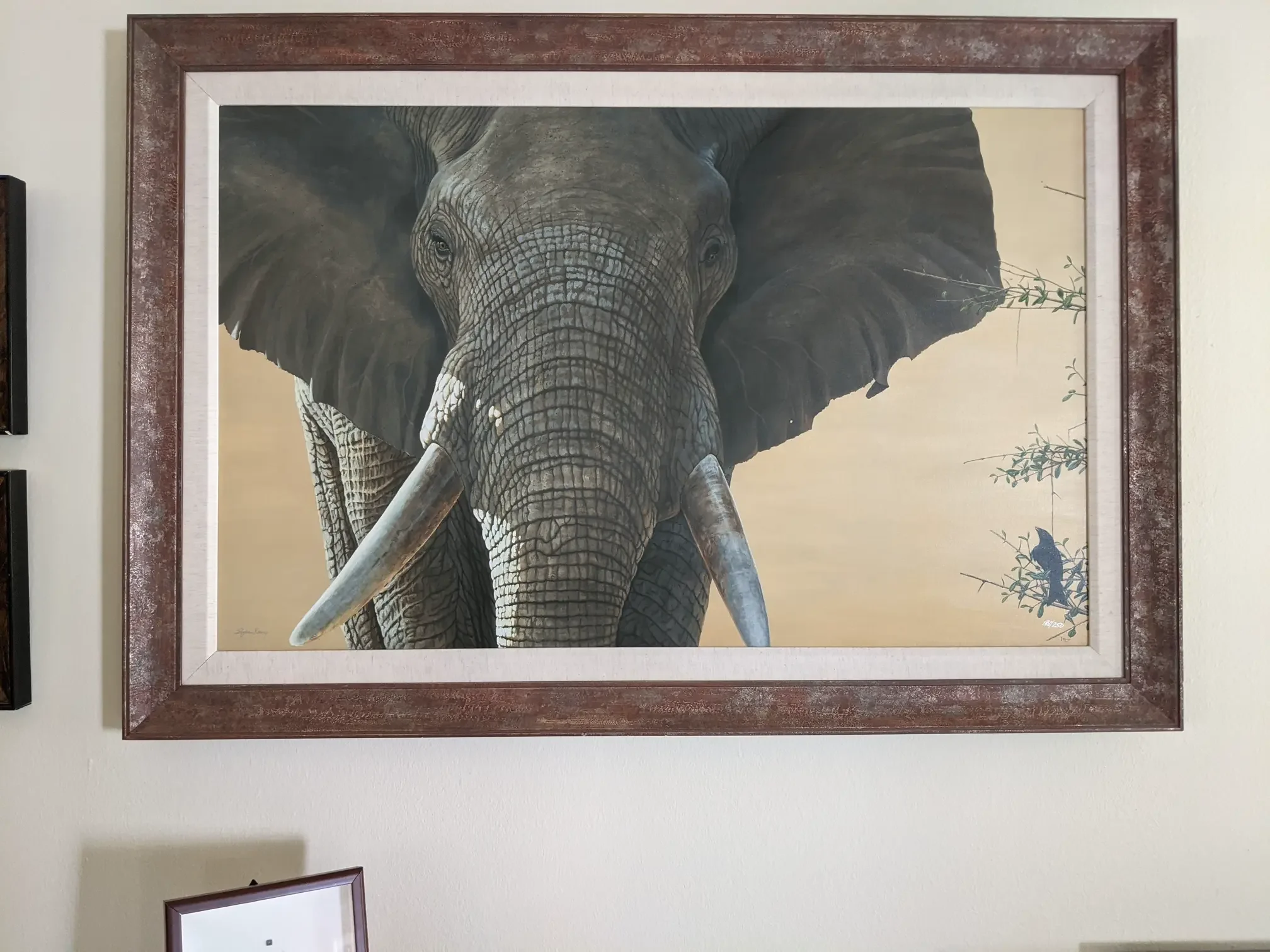 ‘Wisdom the Elephant’ displayed in Stephen’s studio