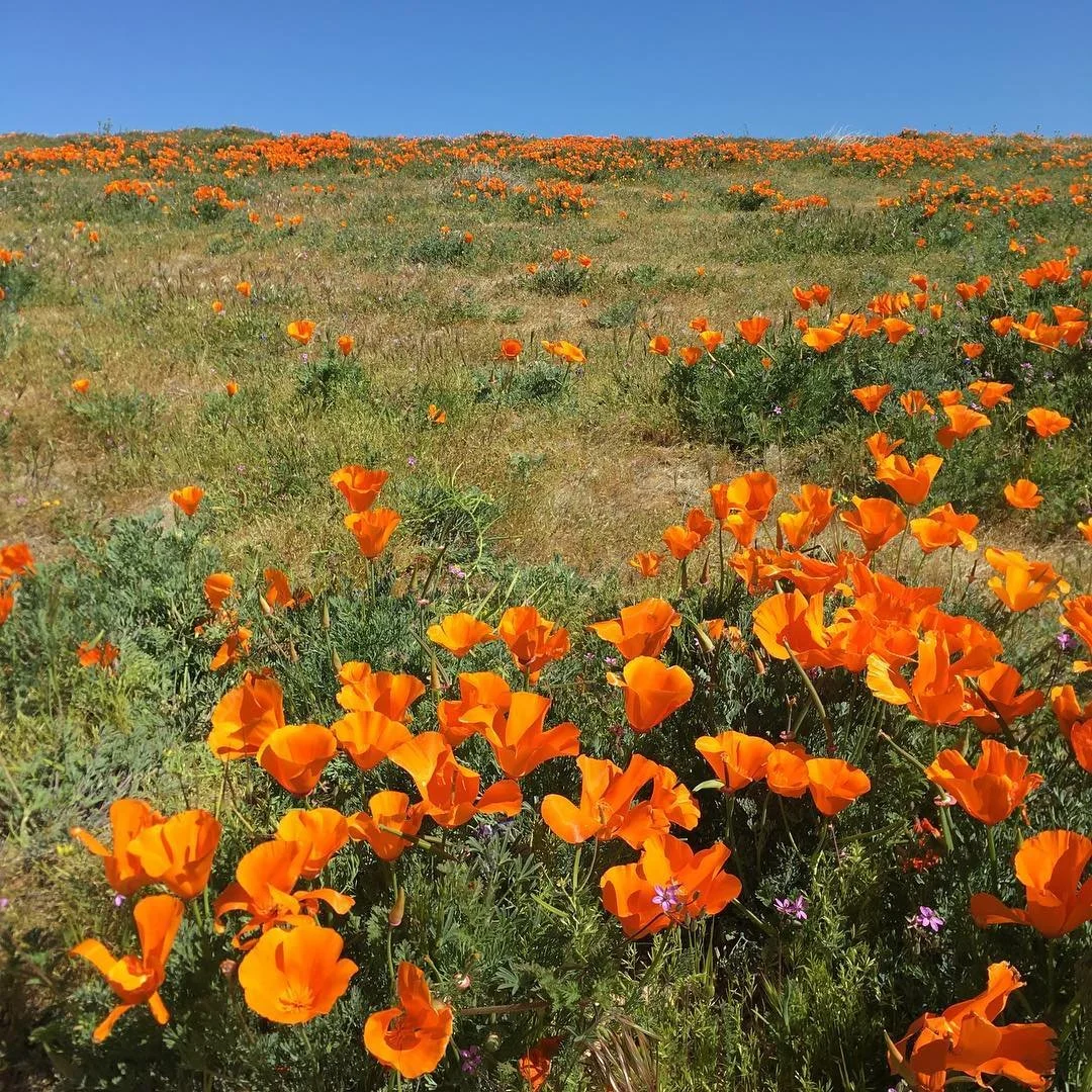 Finally got a free sec to update! Last week I spent some much needed quality time with my family, and we spent a day exploring the #poppies #californiapoppies #canyoubelievenofilter #nofilter #poppyseason #nationalpark #poppy #californiaadventure #fa