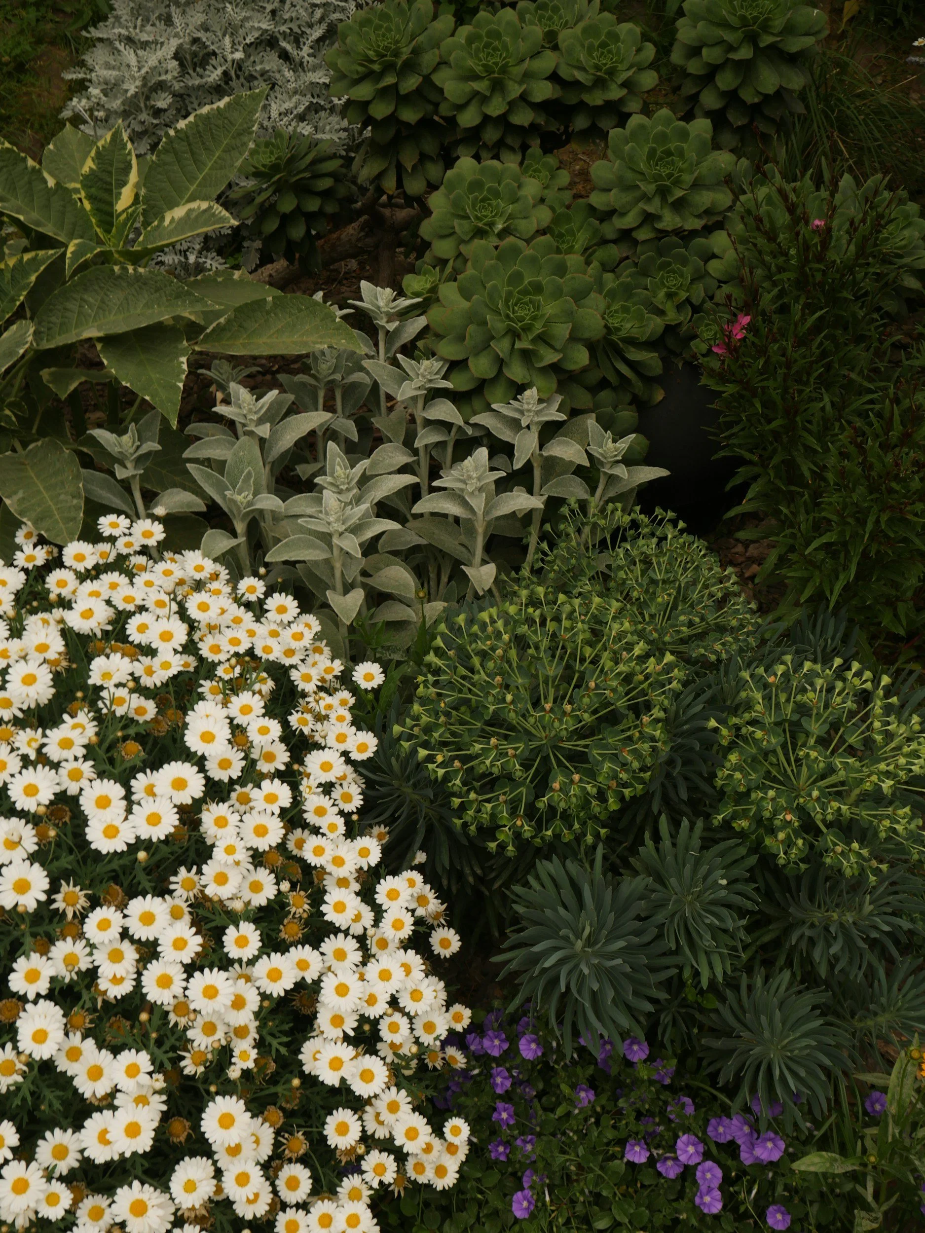 Array of various garden plants including white daisies, purple petunias, succulents, and green shrubs.