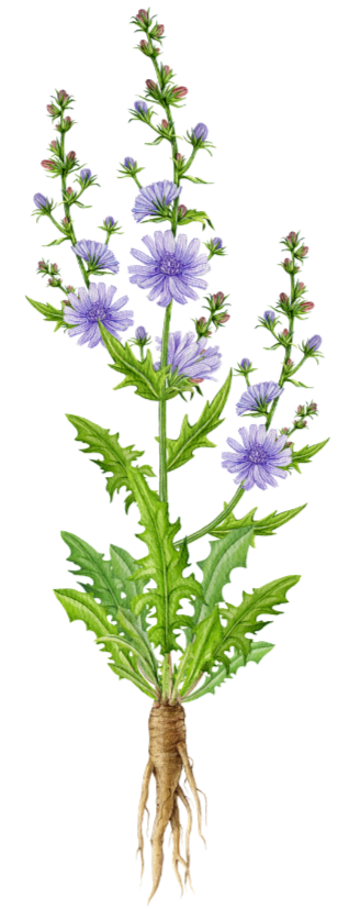 Purple flowers with green leaves and stems, roots visible at the bottom.