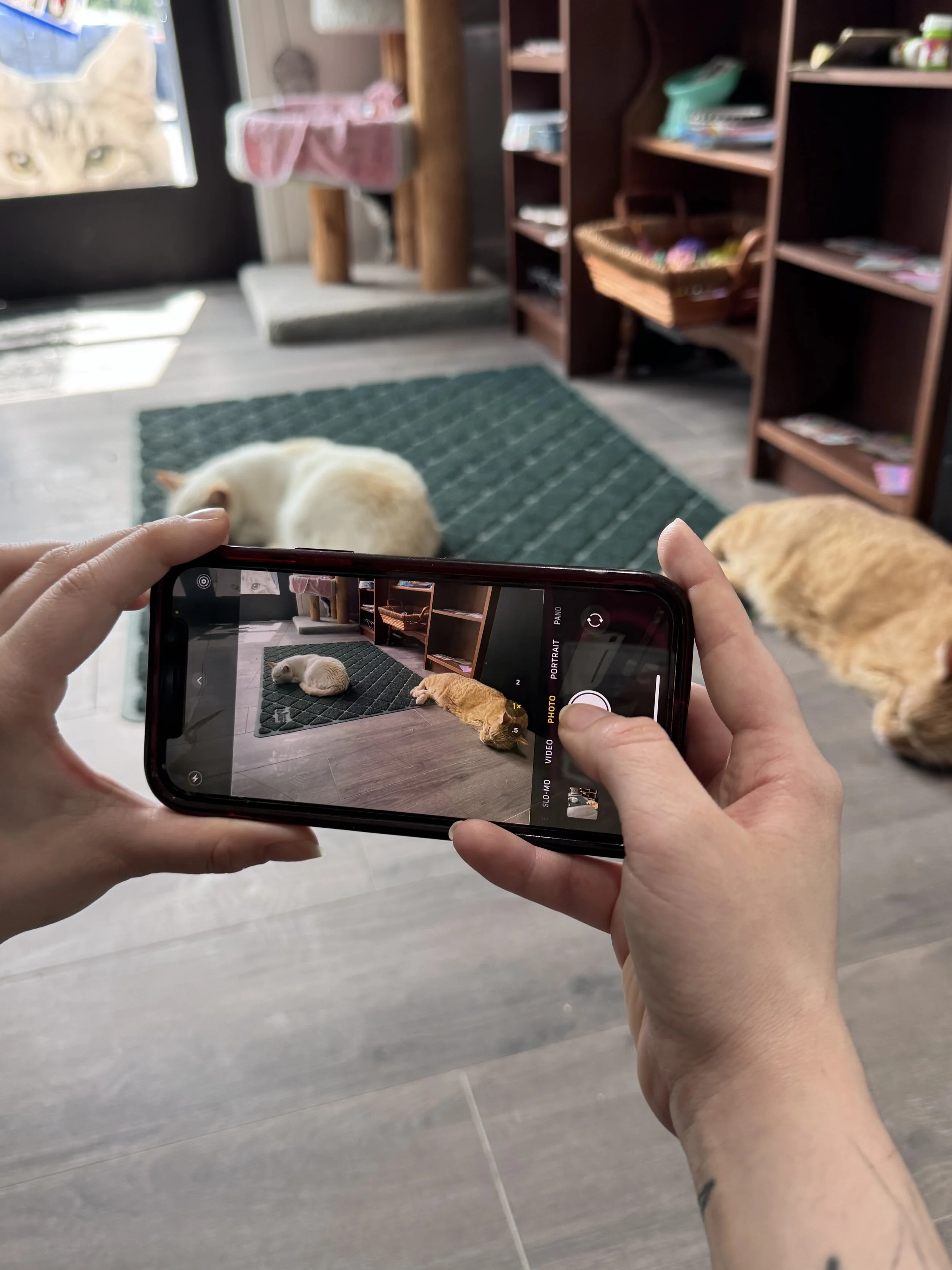 Cats N'At Volunteer Work