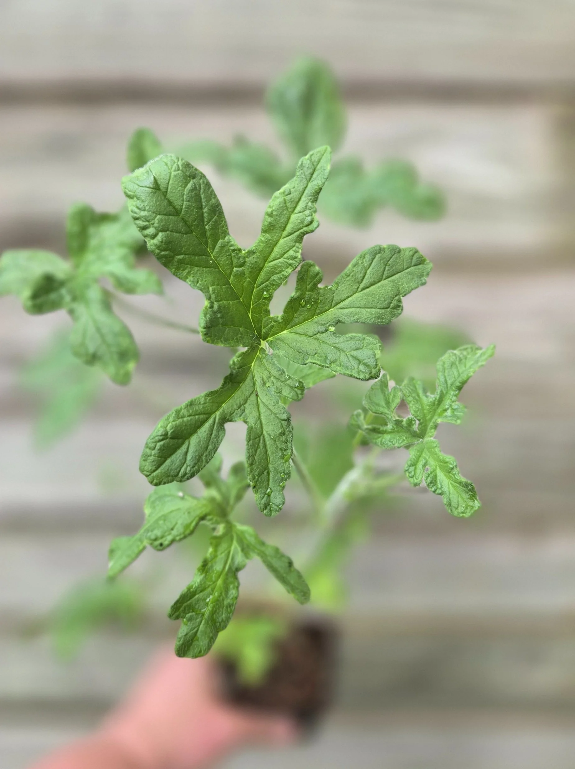 Lemon Rose, Scented Geranium