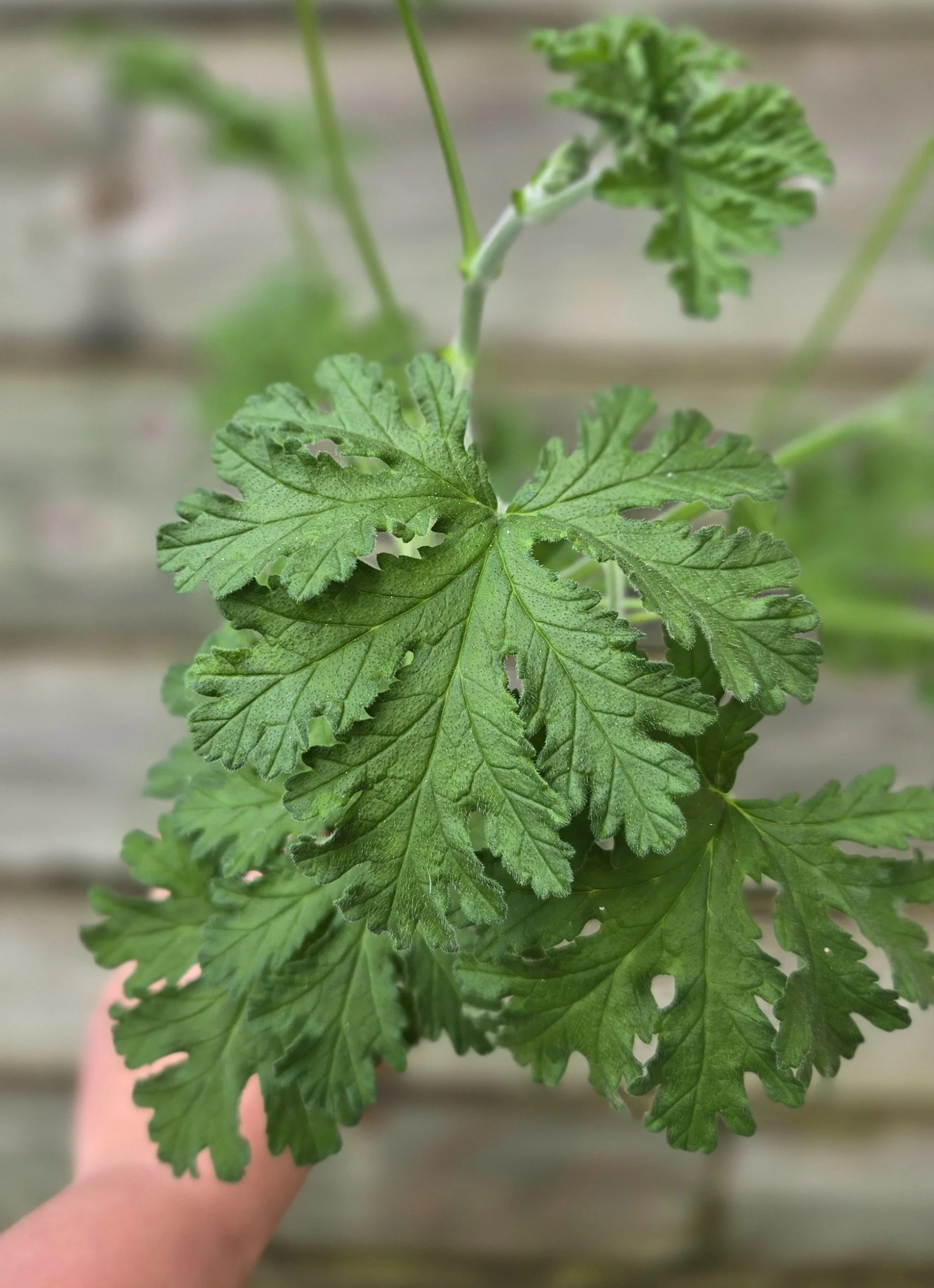 Old Fashioned Rose, Scented Geranium