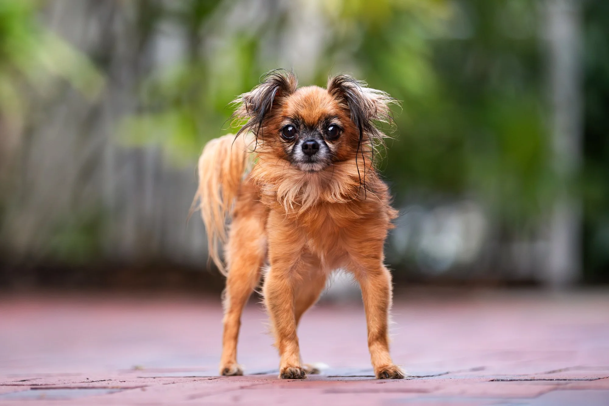 long-haired brown chihuahua walking on a brick pathway