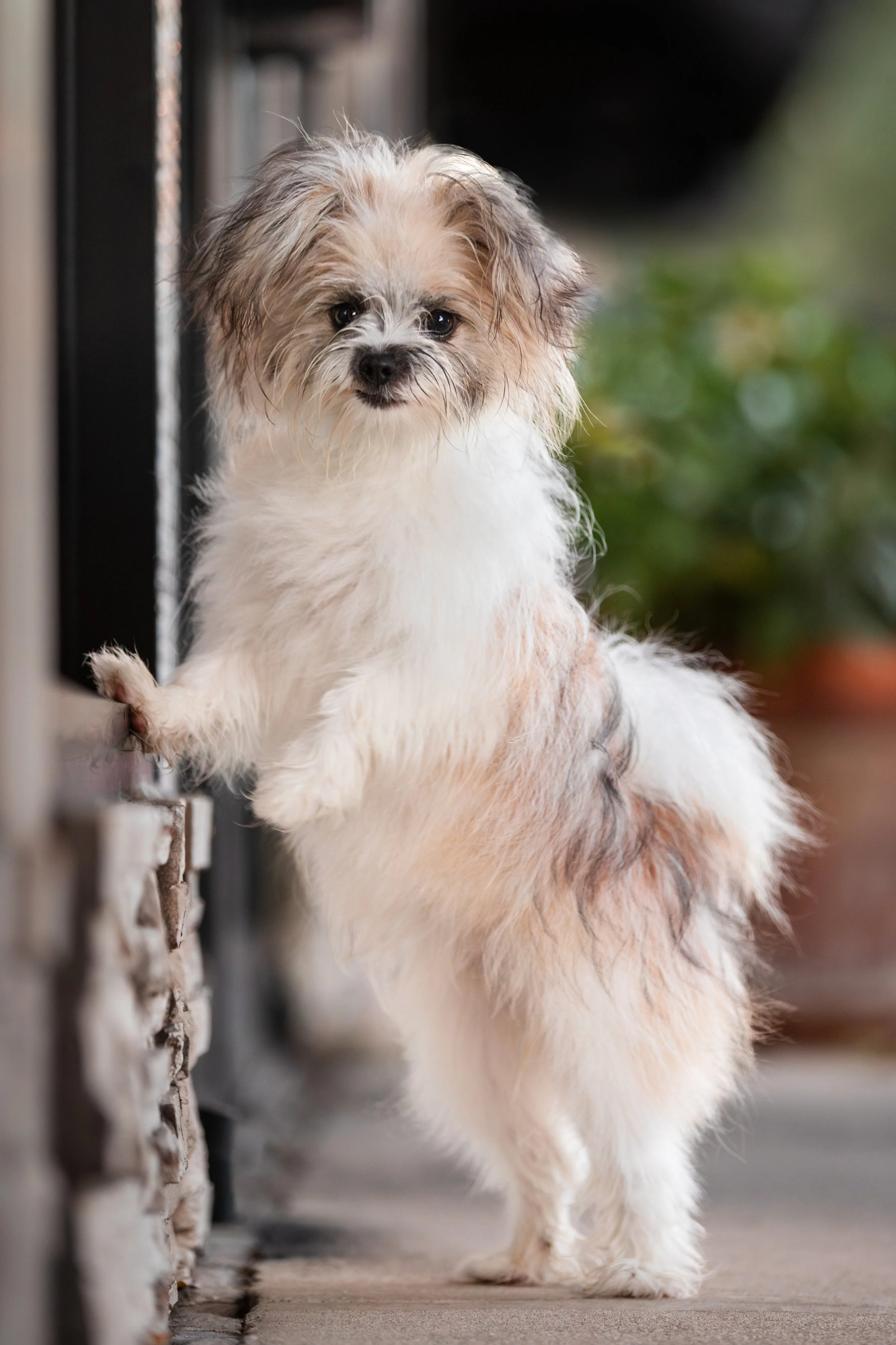 puppy window shopping in downtown Winter Garden Florida