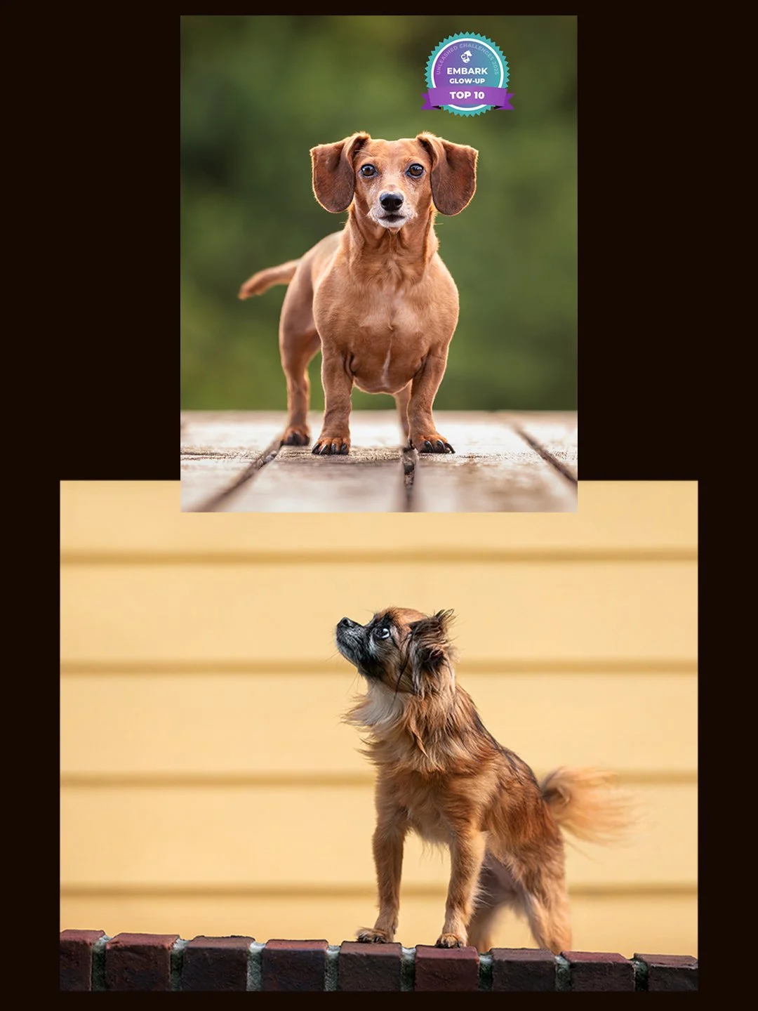 I love double-barrel names. In the fall, I had the pleasure of photographing these sweet little ones - Gracie Lou and Maci Grace. The top image even got a Top 10 in the @unleashed.ed Embark Challenges!

What's your favorite double-barrel name?