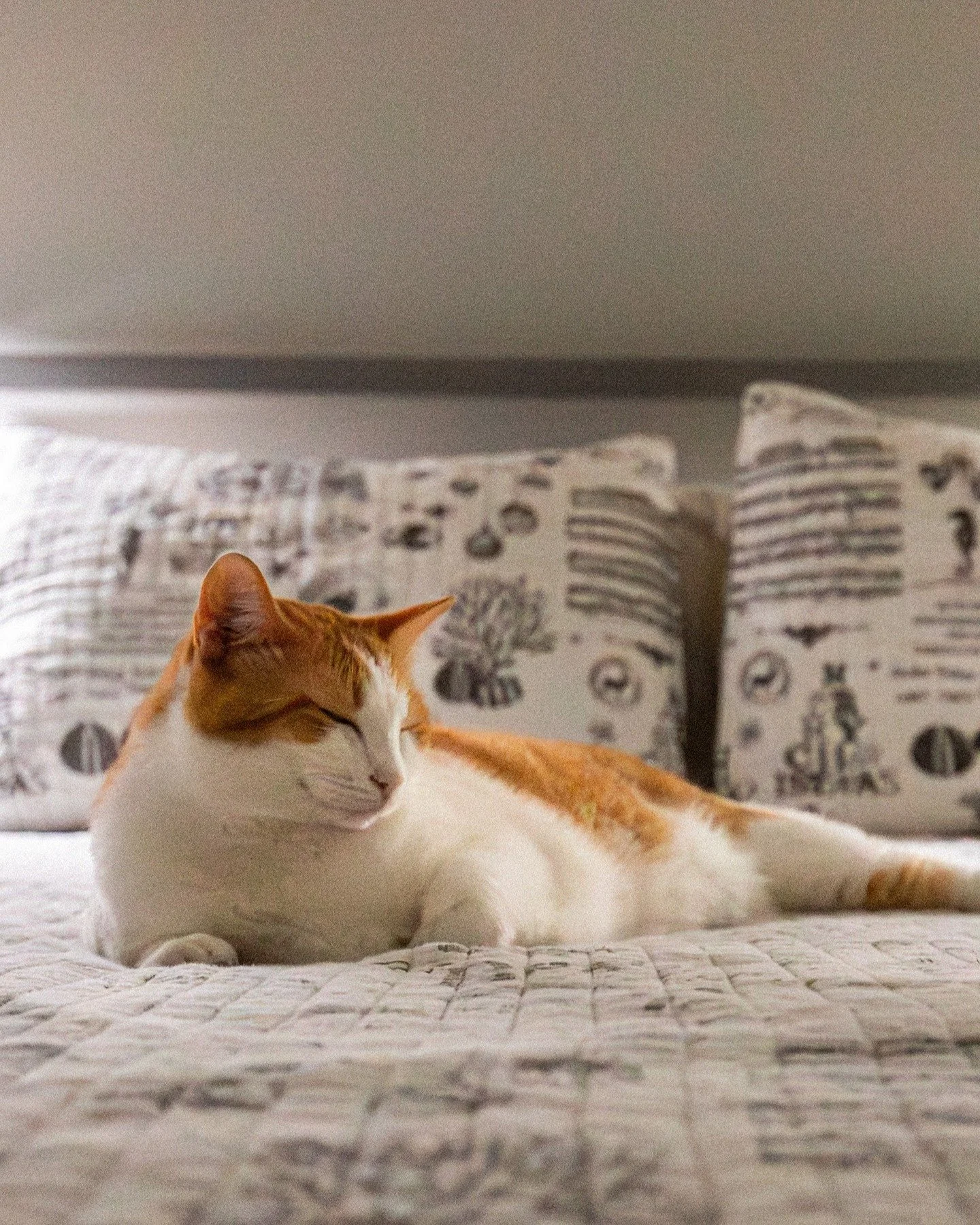 Week 2: Rule of Thirds
Extra Challenge: Symmetrical Composition

"Cat Nap"
Our cats love to nap at the foot of this bed. Noticing the symmetry, I thought "If only I could get one of them up there." No sooner did I think this, my s