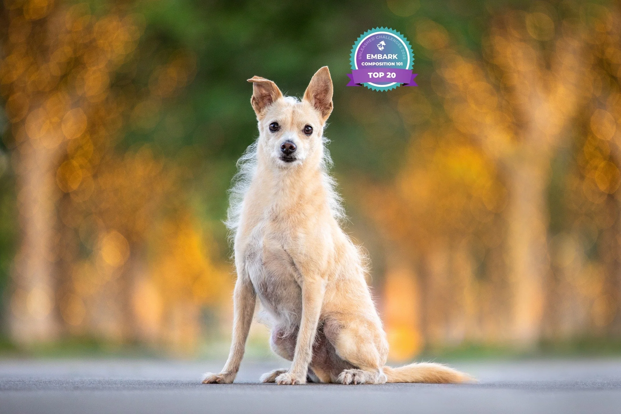 The Embark Challenges were so fun and helpful. The education and critique were incredible. So appreciate the feedback!
@unleashed.ed