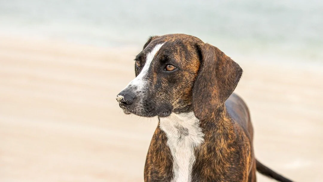 Hank made sure to get his nose in the sand! Hope y&rsquo;all are getting plenty of beach time this summer! Where&rsquo;s your favorite dog friendly beach in Central Florida?

#ponceinlet #volusiacounty #dogbeach